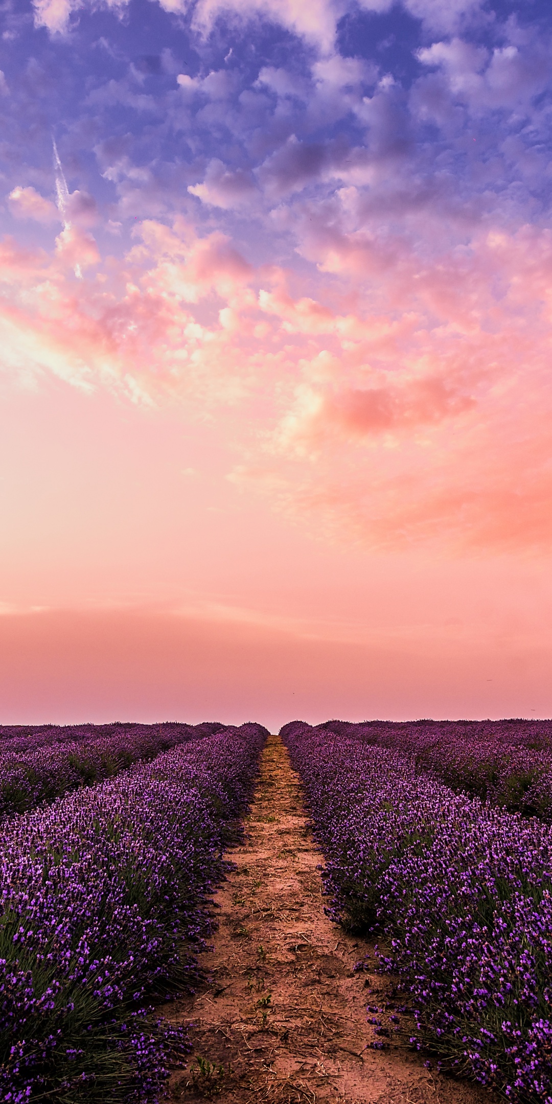 Lavender farm Wallpaper 4K, Pink sky