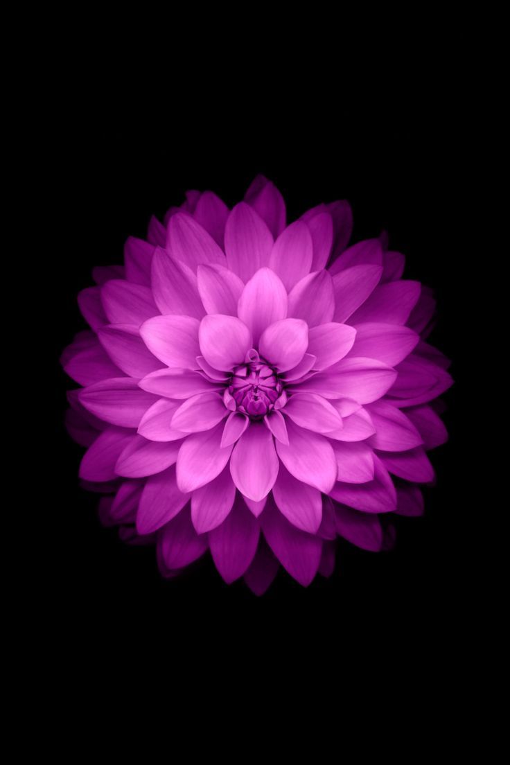 Best iPhone Wallpaper