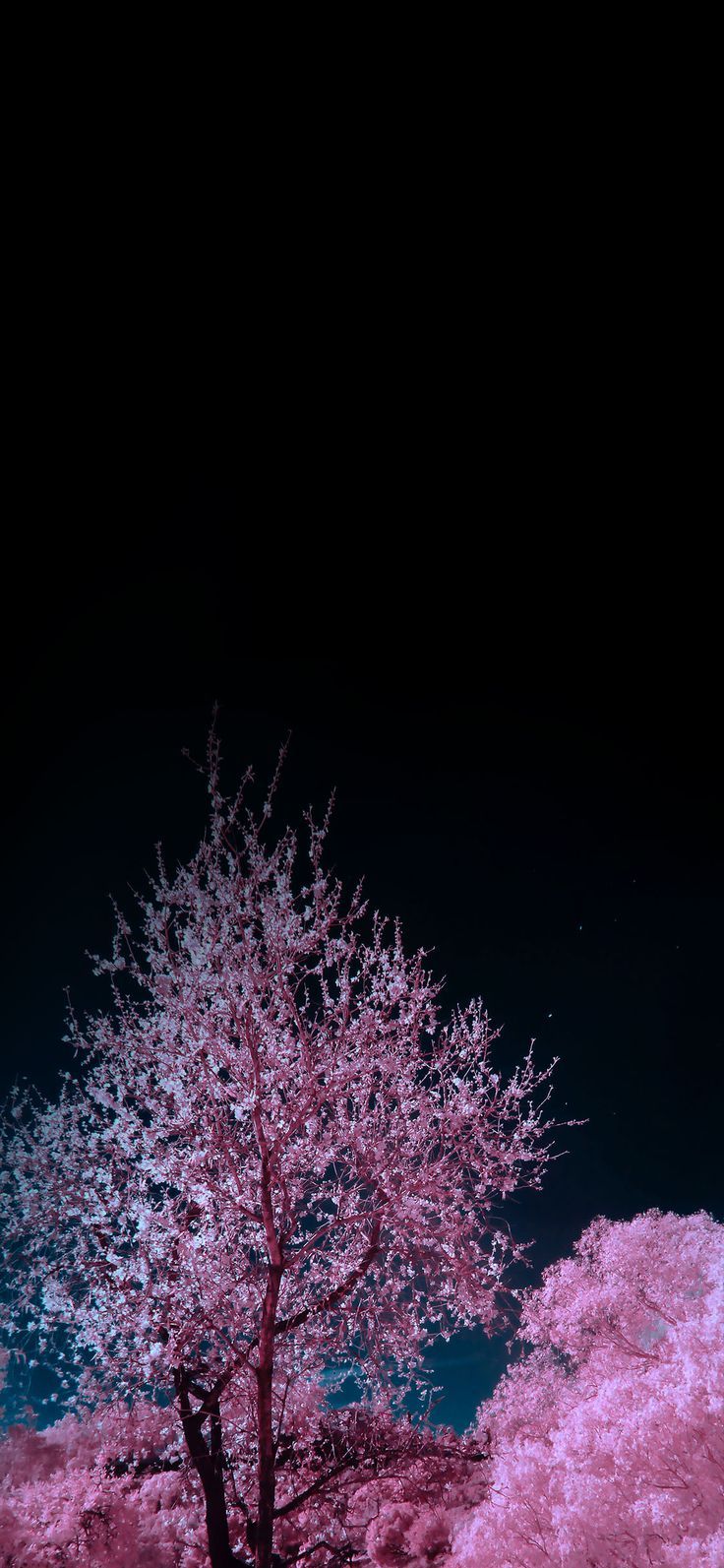 Pink And Black iPhone Wallpaper