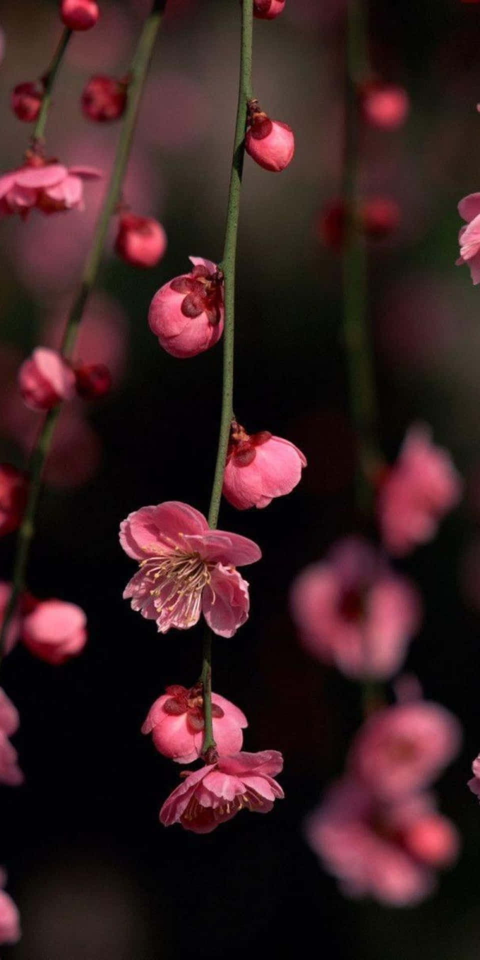 Pink Background. Wallpaper