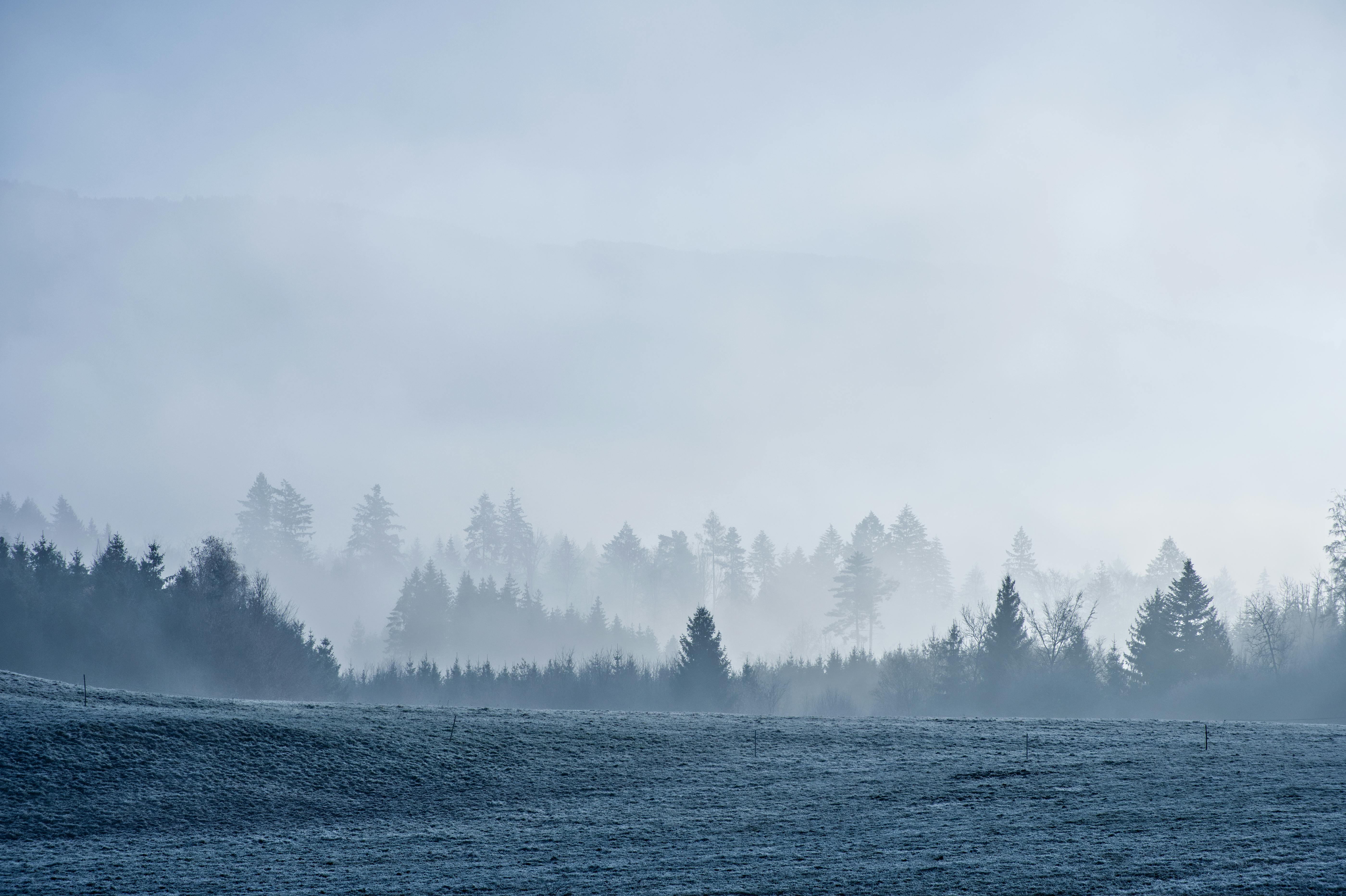 Fog and Clouds over Forest in Winter