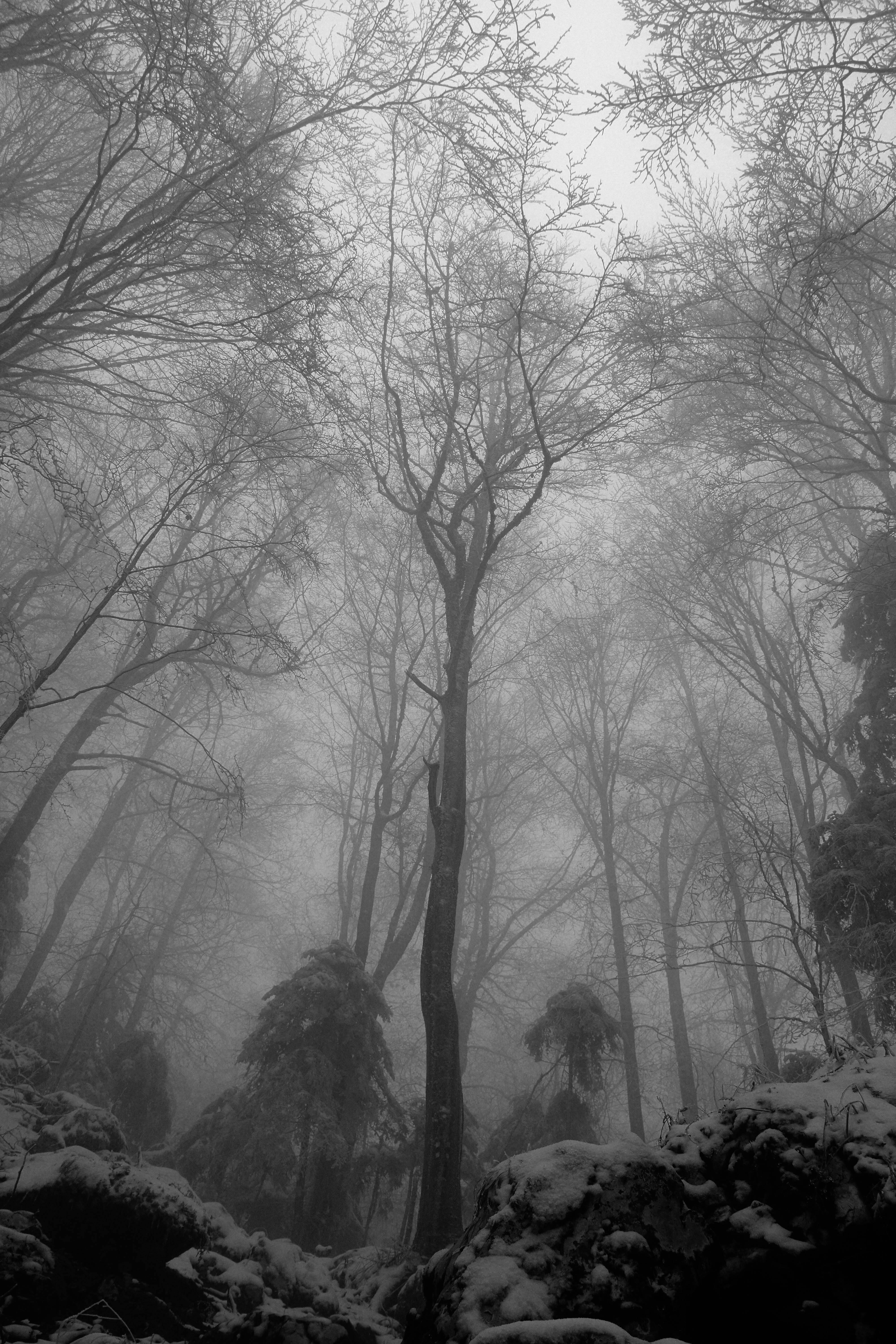 Fog in Forest in Winter · Free