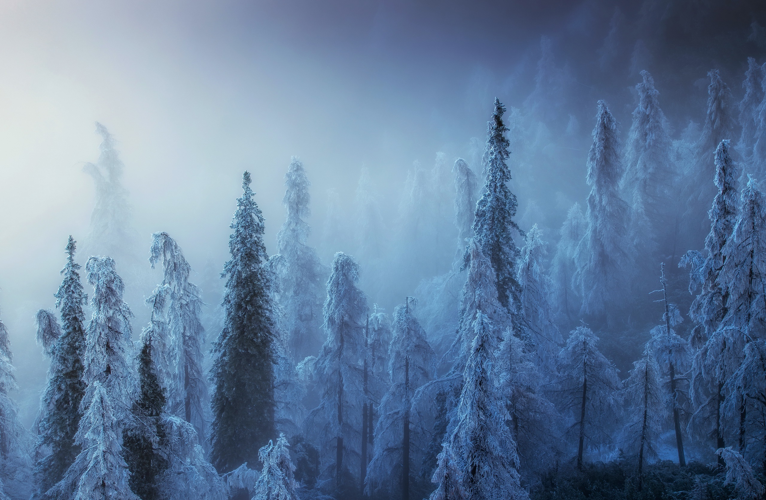 Wallpaper winter, forest, fog