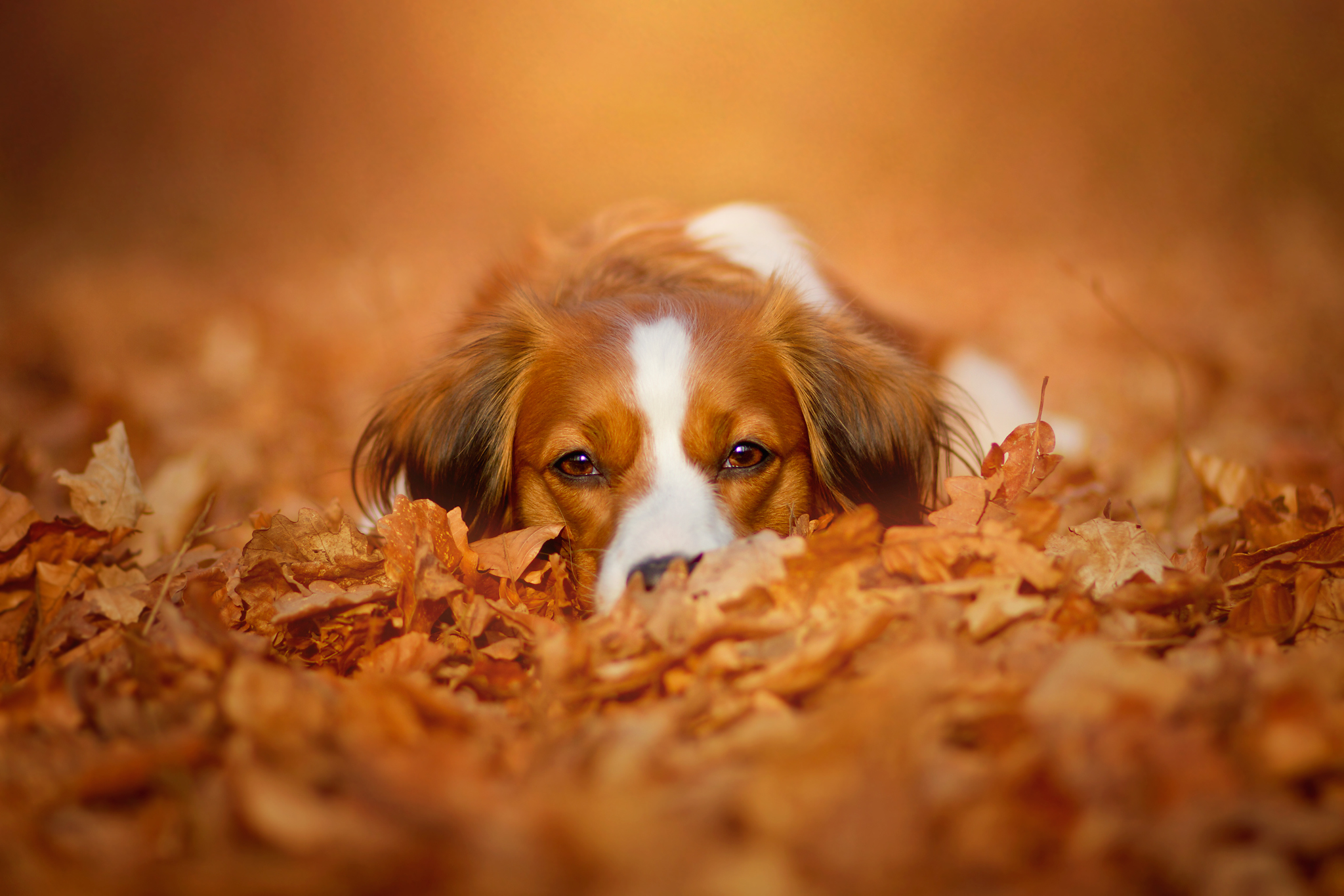 Cute Dog in Fall Leaves