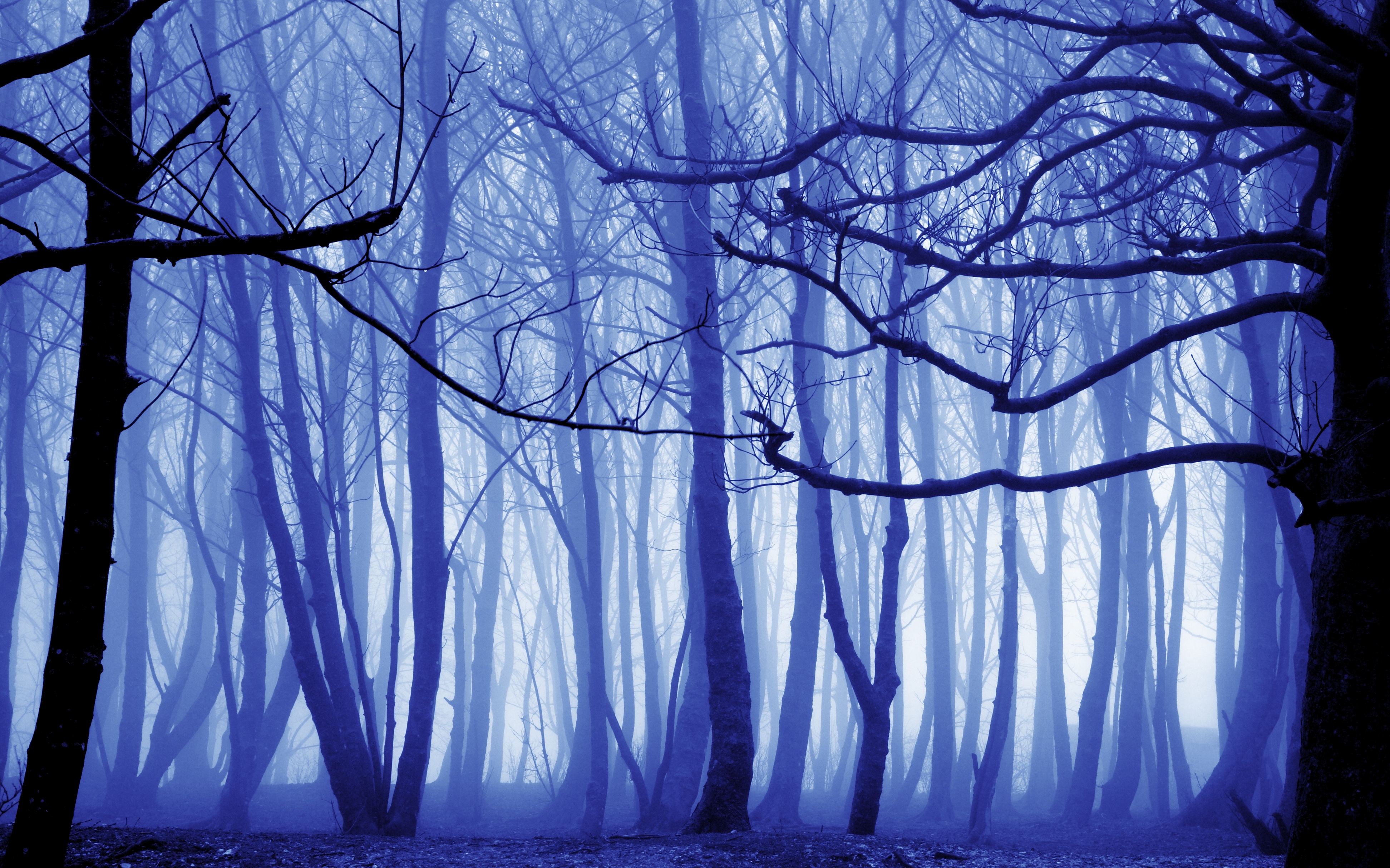 Surreal Winter Fog Nature Forest 4k