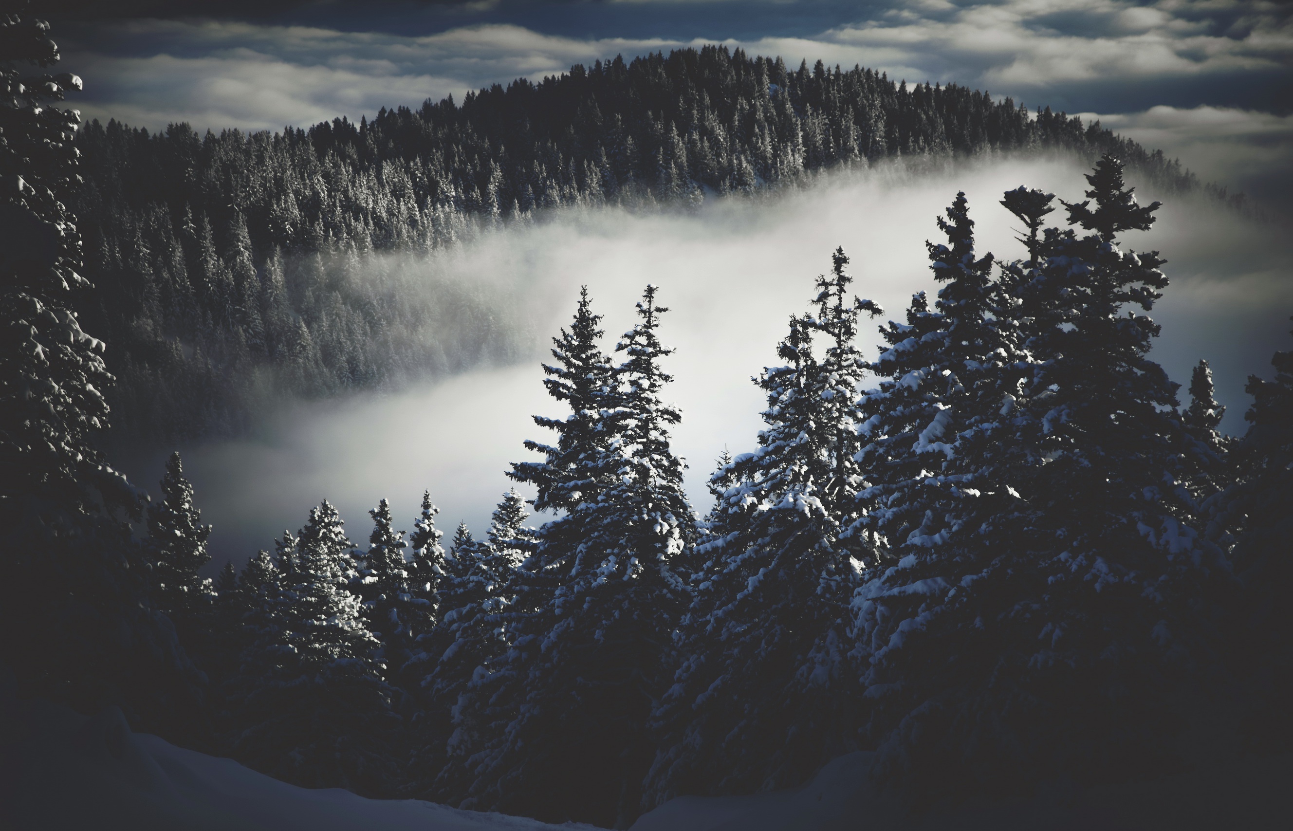 Winter Forest Fog HD Wallpaper