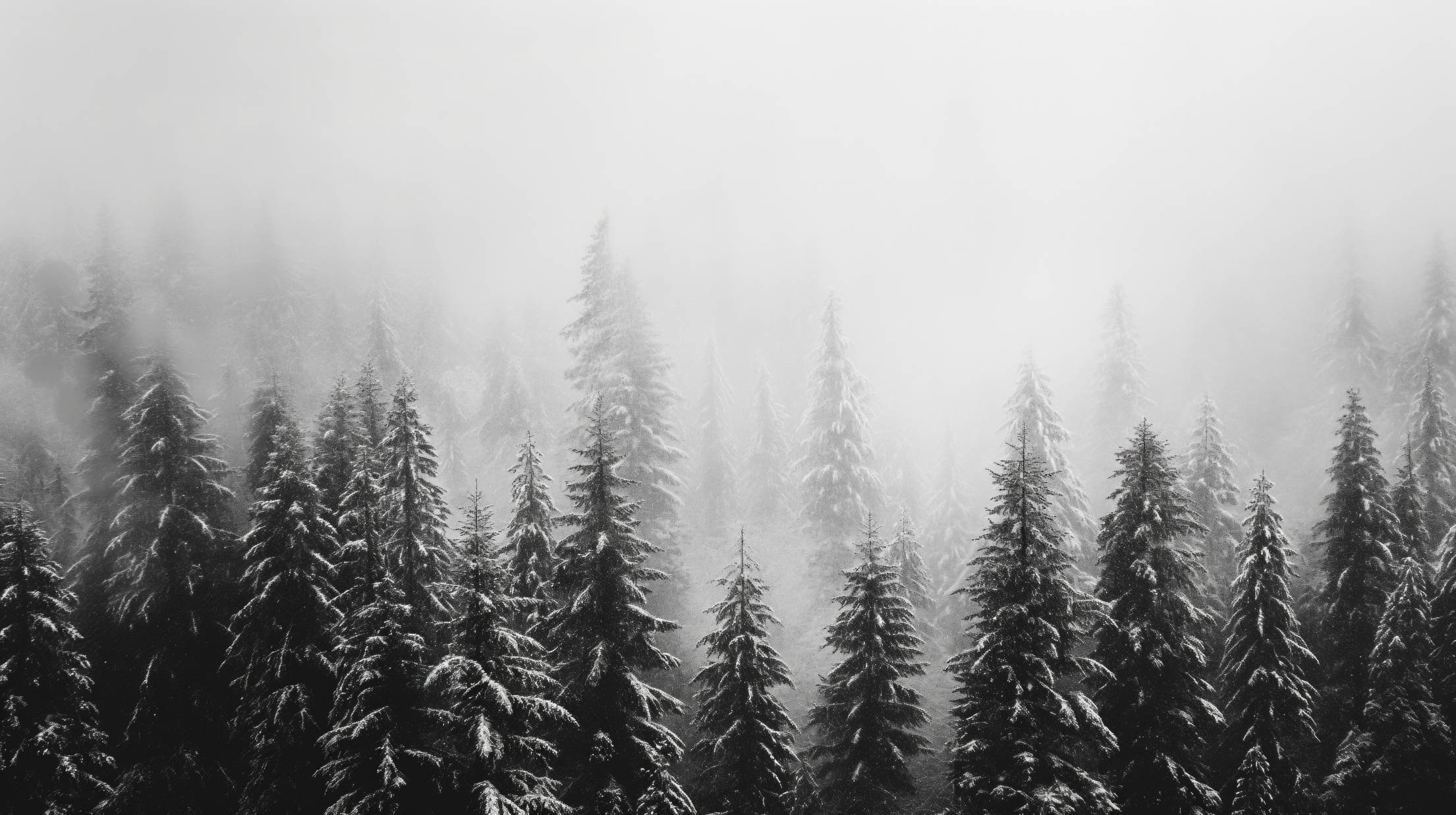 Treetops in Winter Foggy Nature. Free
