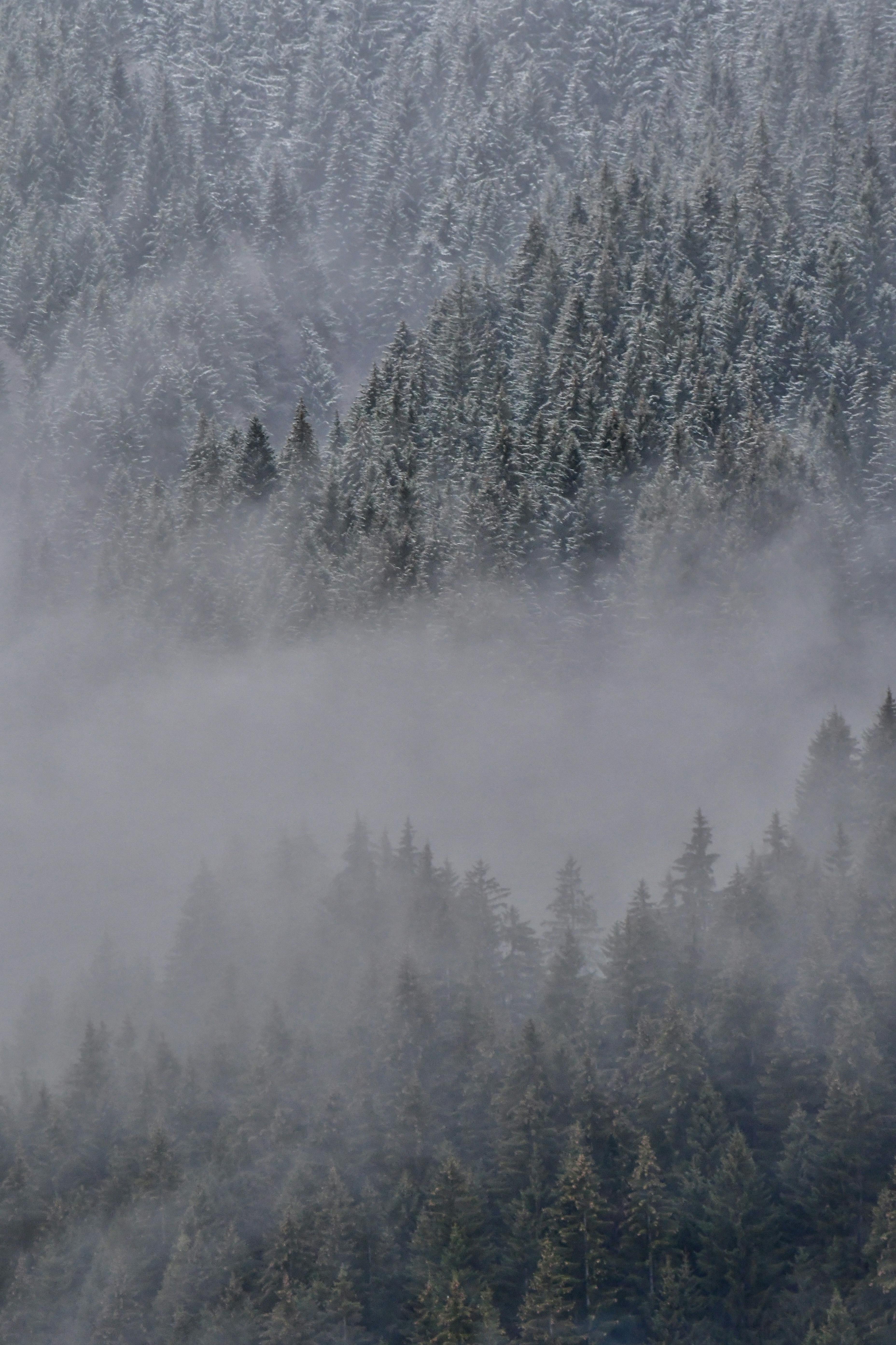 Winter Forest Covered in Fog · Free