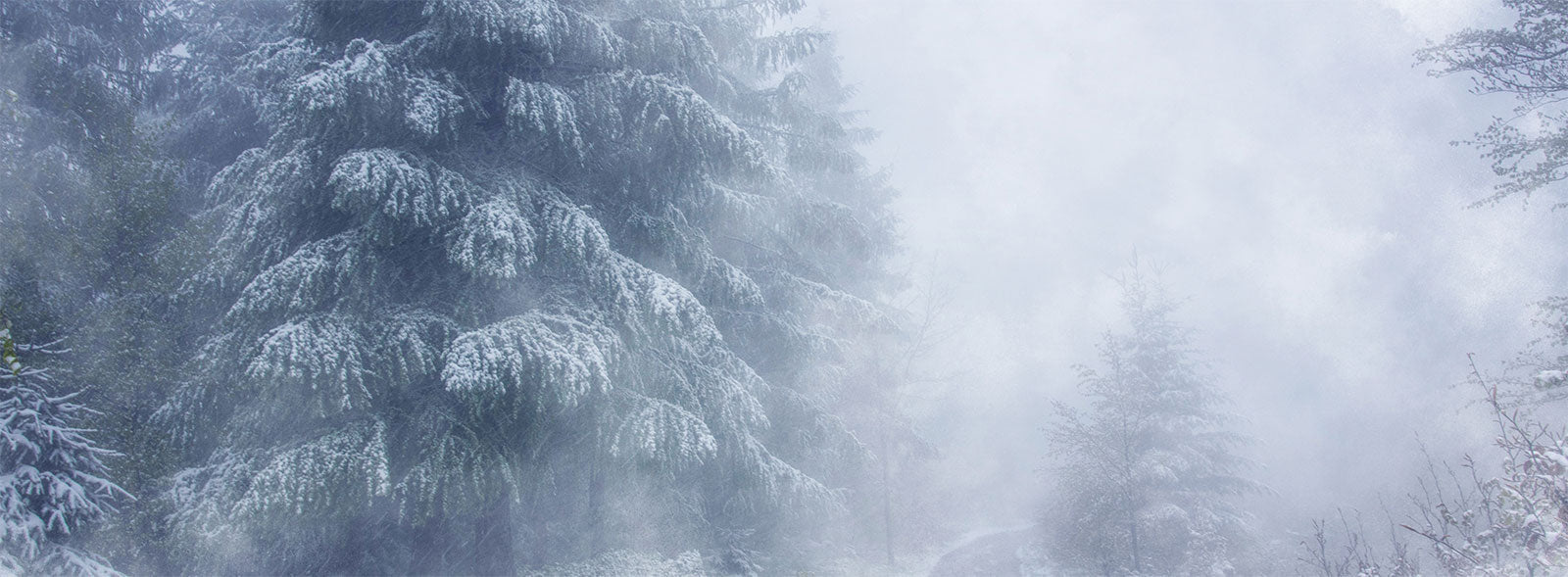 Thick Foggy Winter Wall Mural. Winter