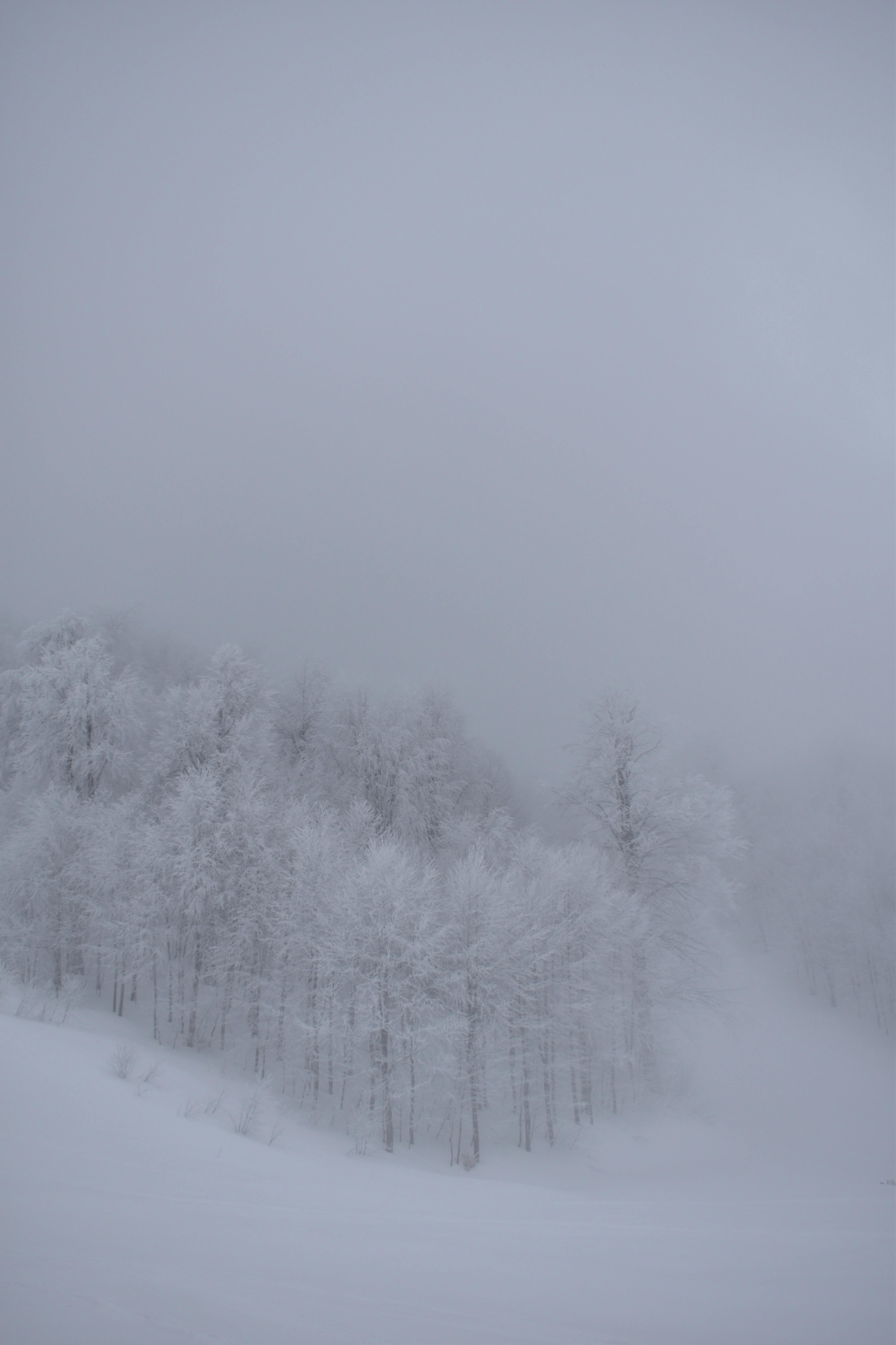 Foggy Winter Landscape with Snow