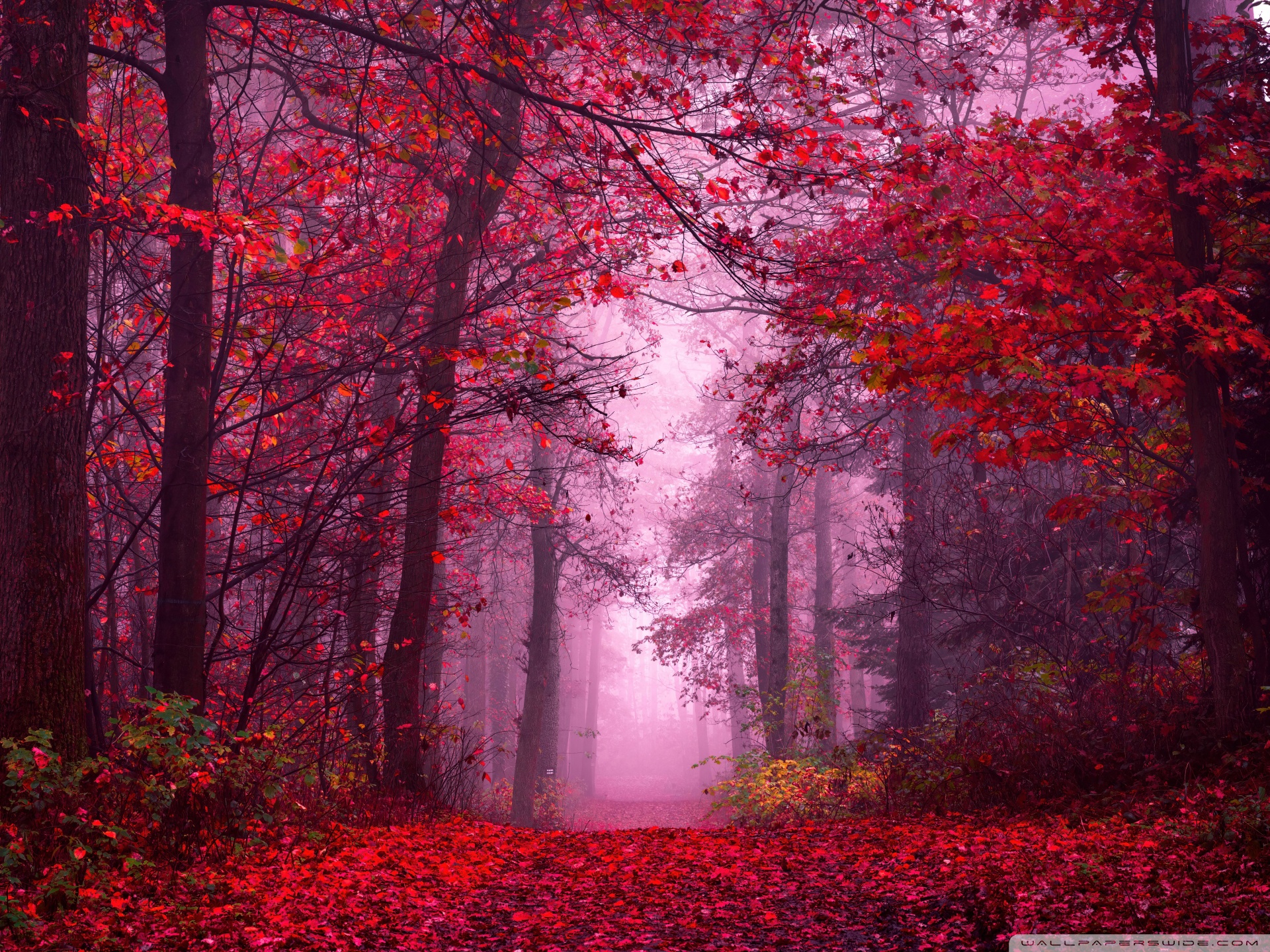 Red Fall Aesthetic 4K UHD Wallpaper for UltraHD Desktop and TV, Widescreen and UltraWide Display, Smartphone and Tablet Devices