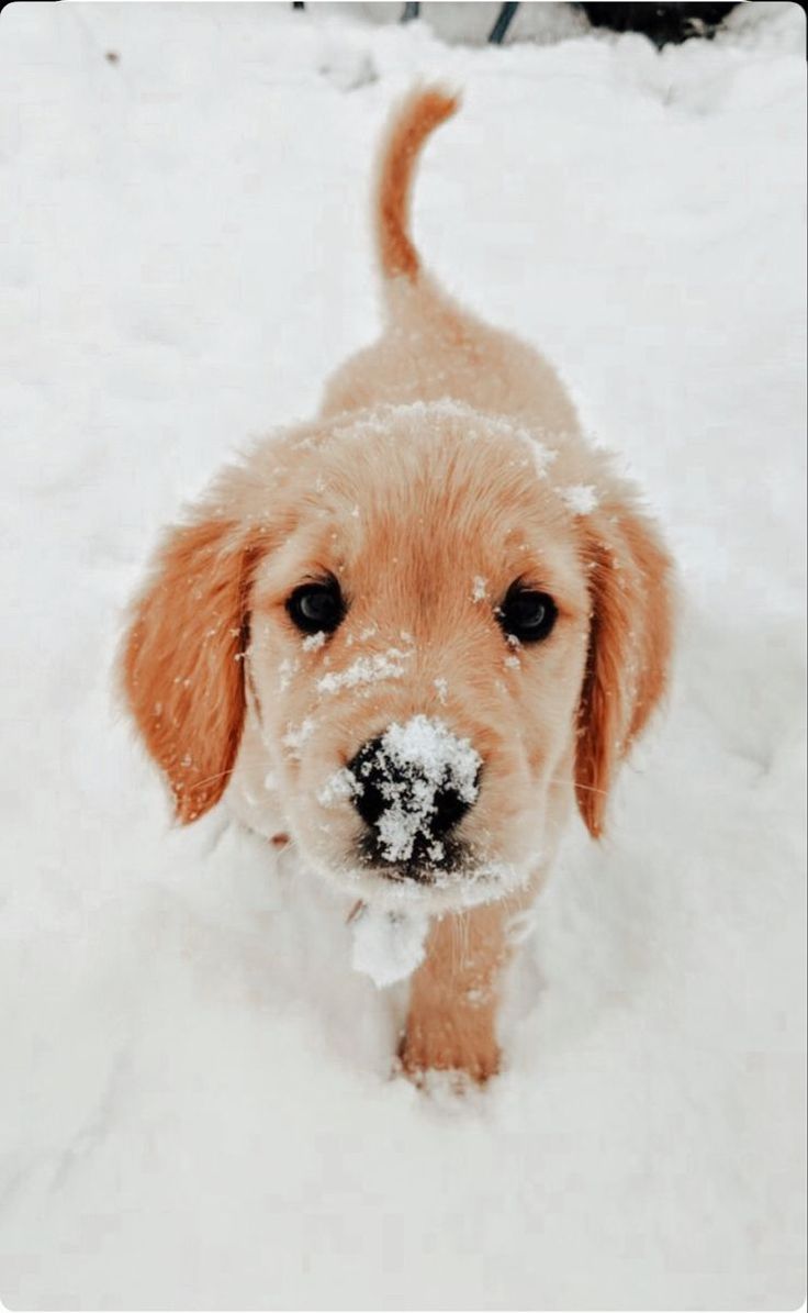 How To Train Your Puppy