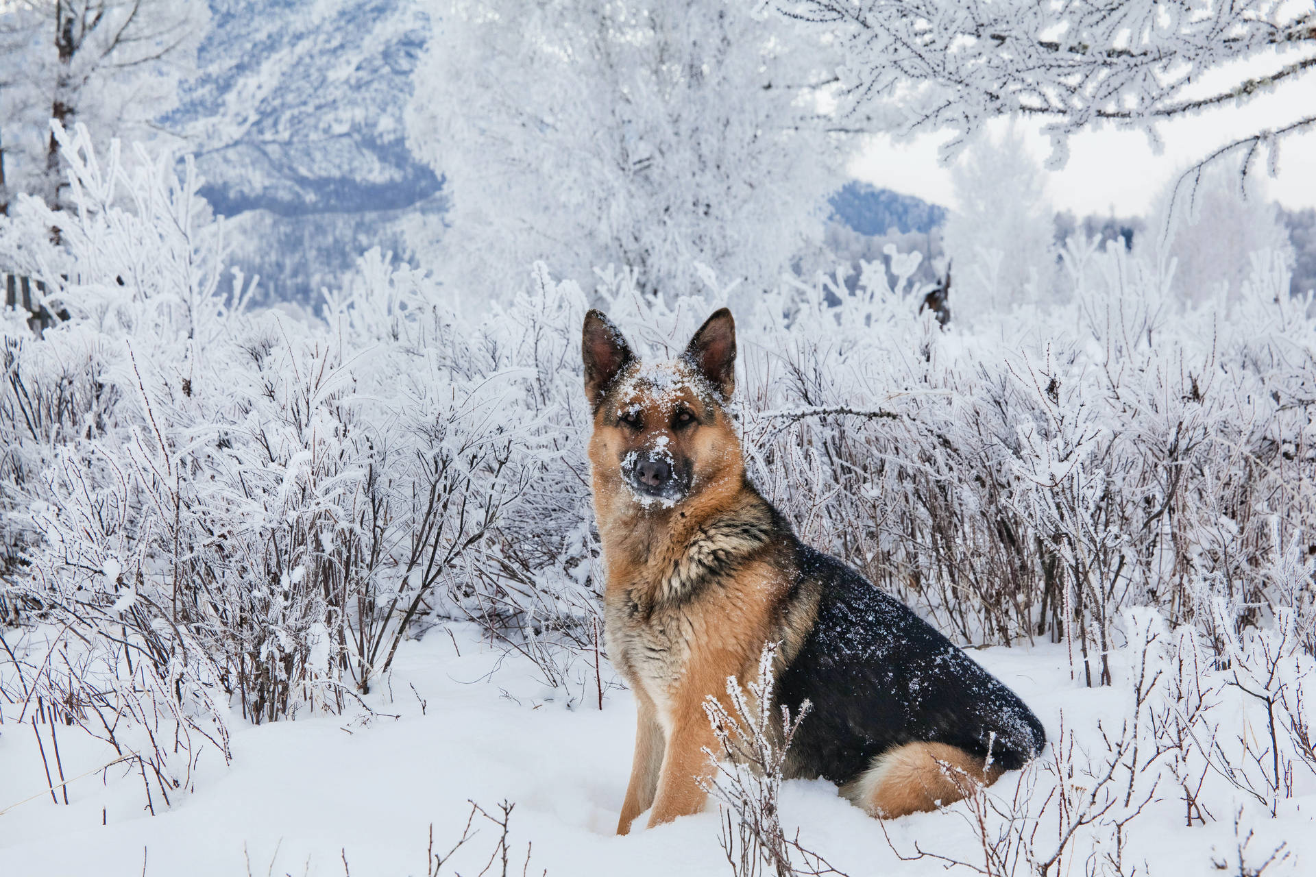German Shepherd Dog Wallpaper