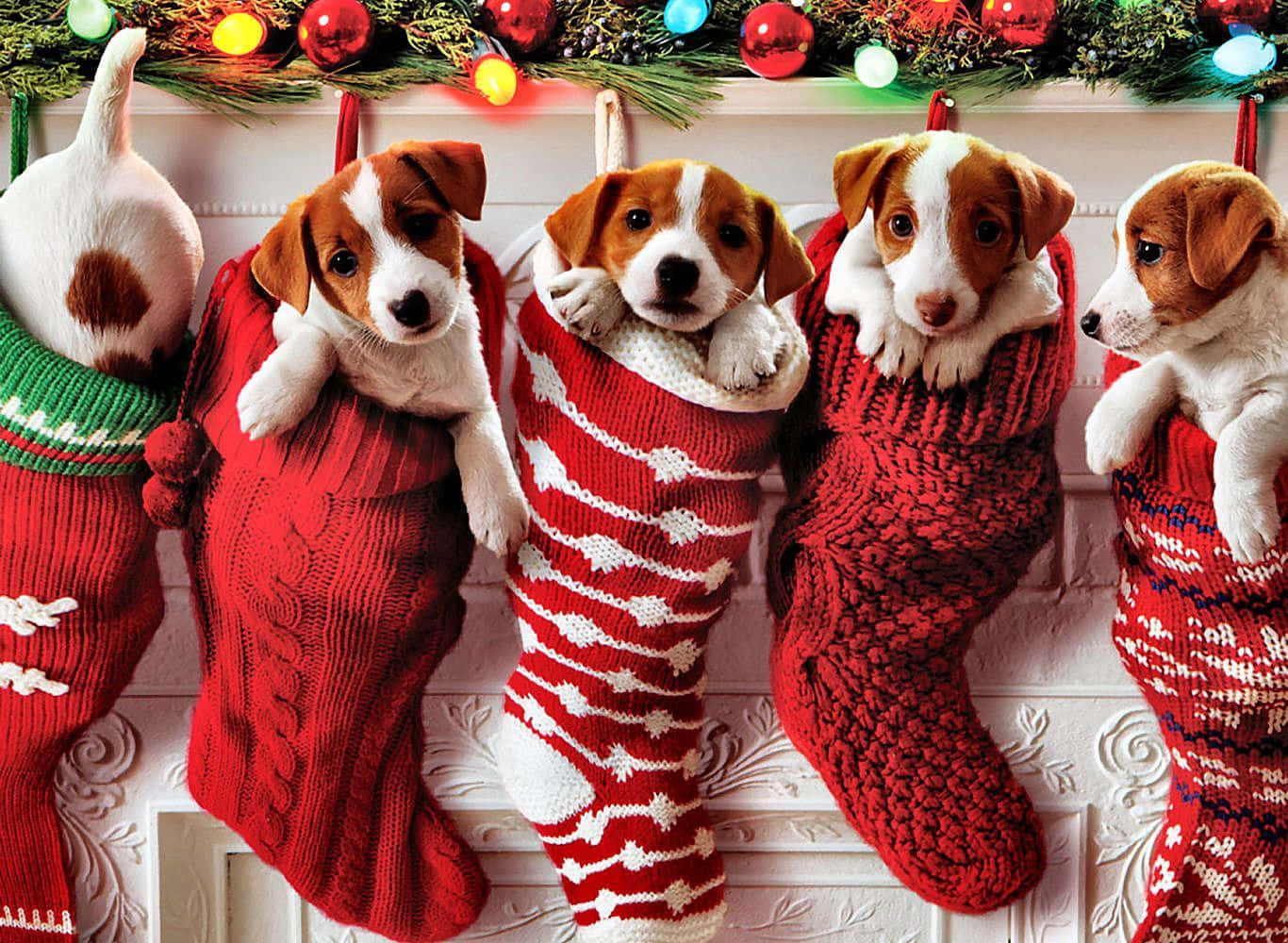 Download Christmas Dogs In Stockings Wallpaper