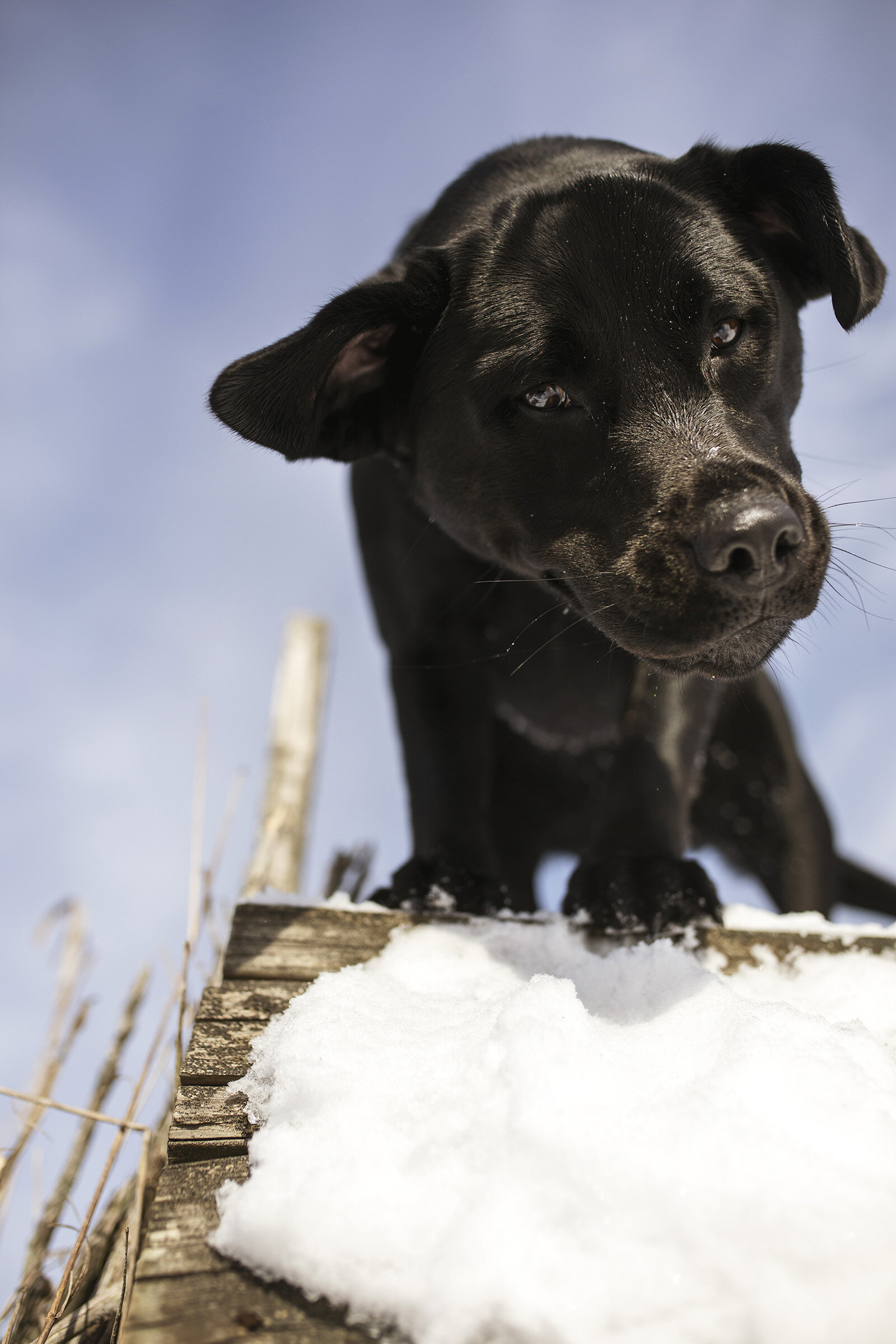 Black Labrador Retriever Winter