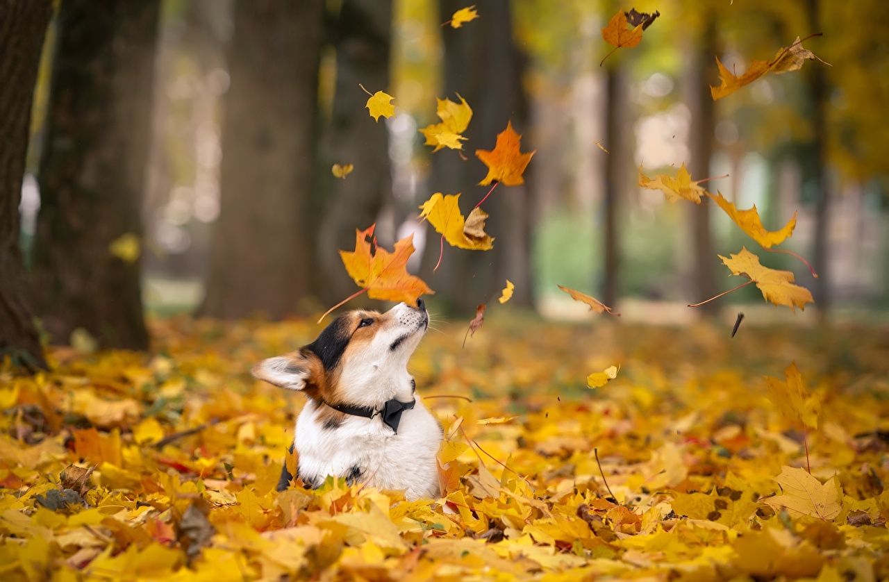 Photo Welsh Corgi dog Foliage Autumn animal
