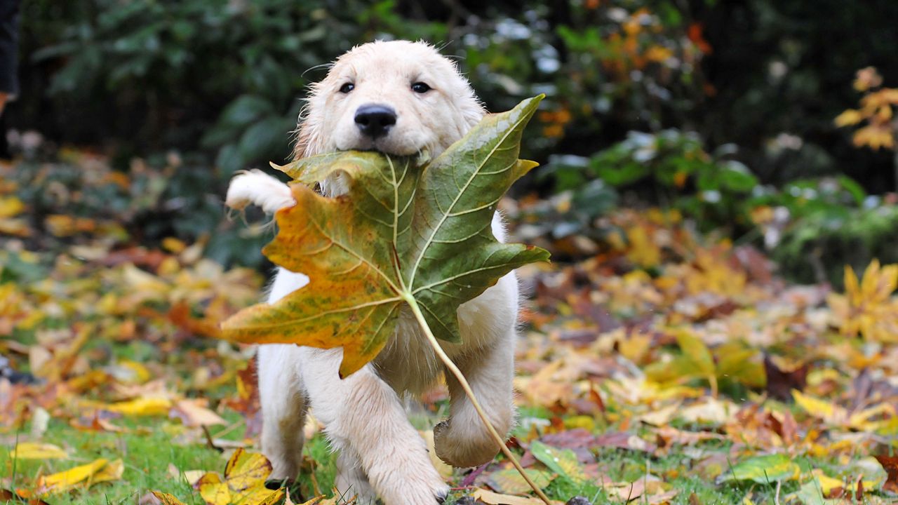 Wallpaper dogs, run, leaves, autumn