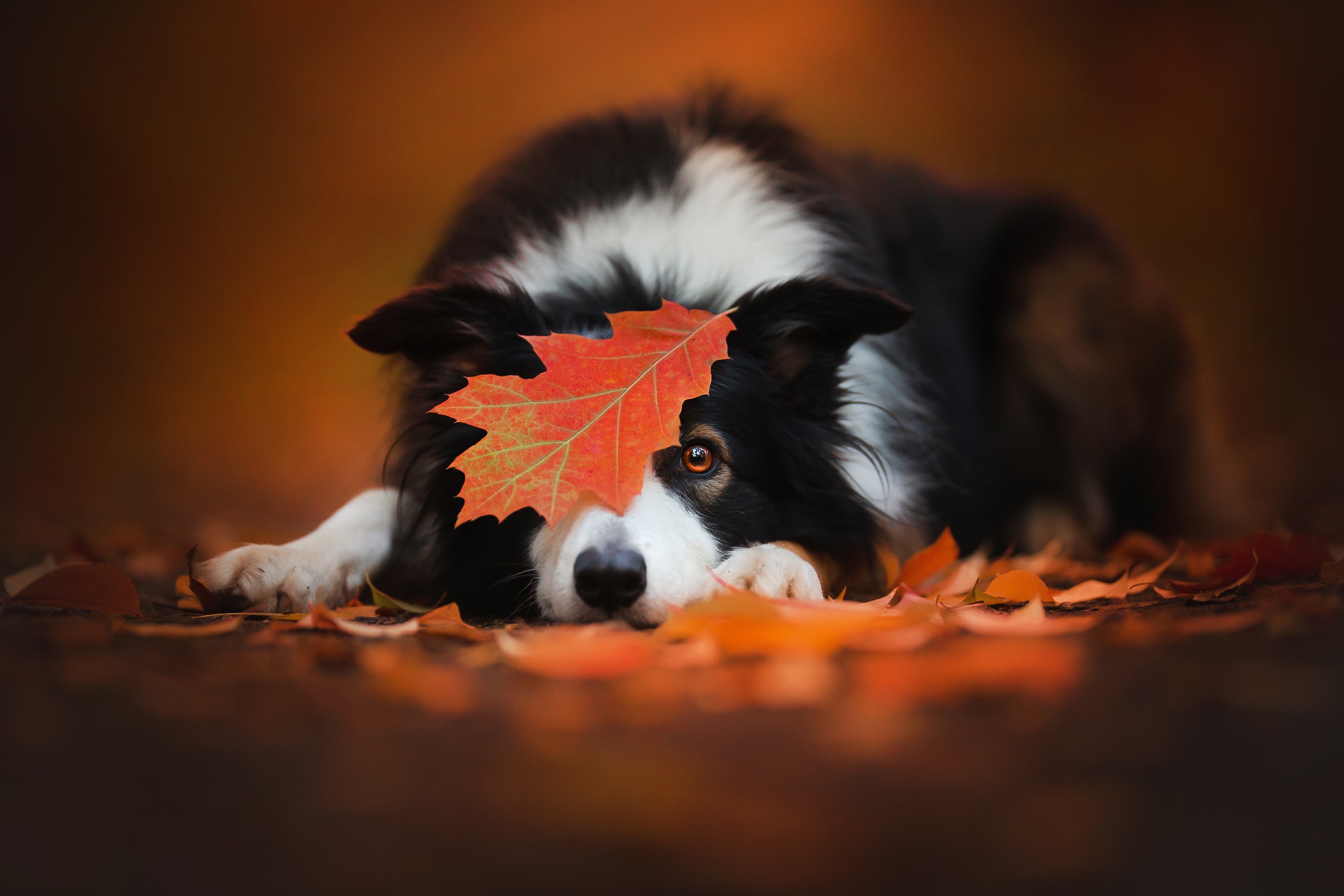 Wallpaper autumn, leaf, dog, the border