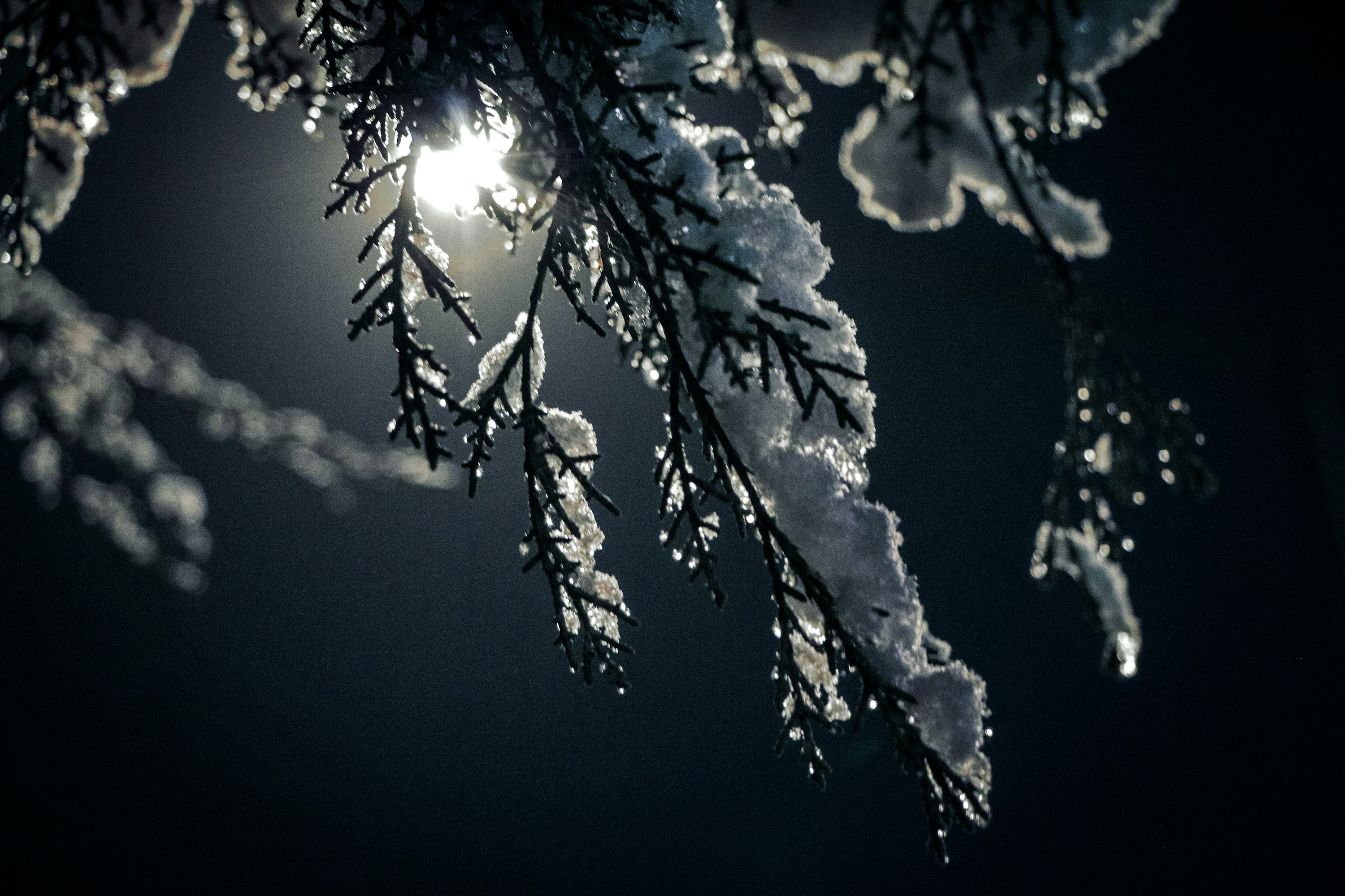 Winter Night Picture. Download Free