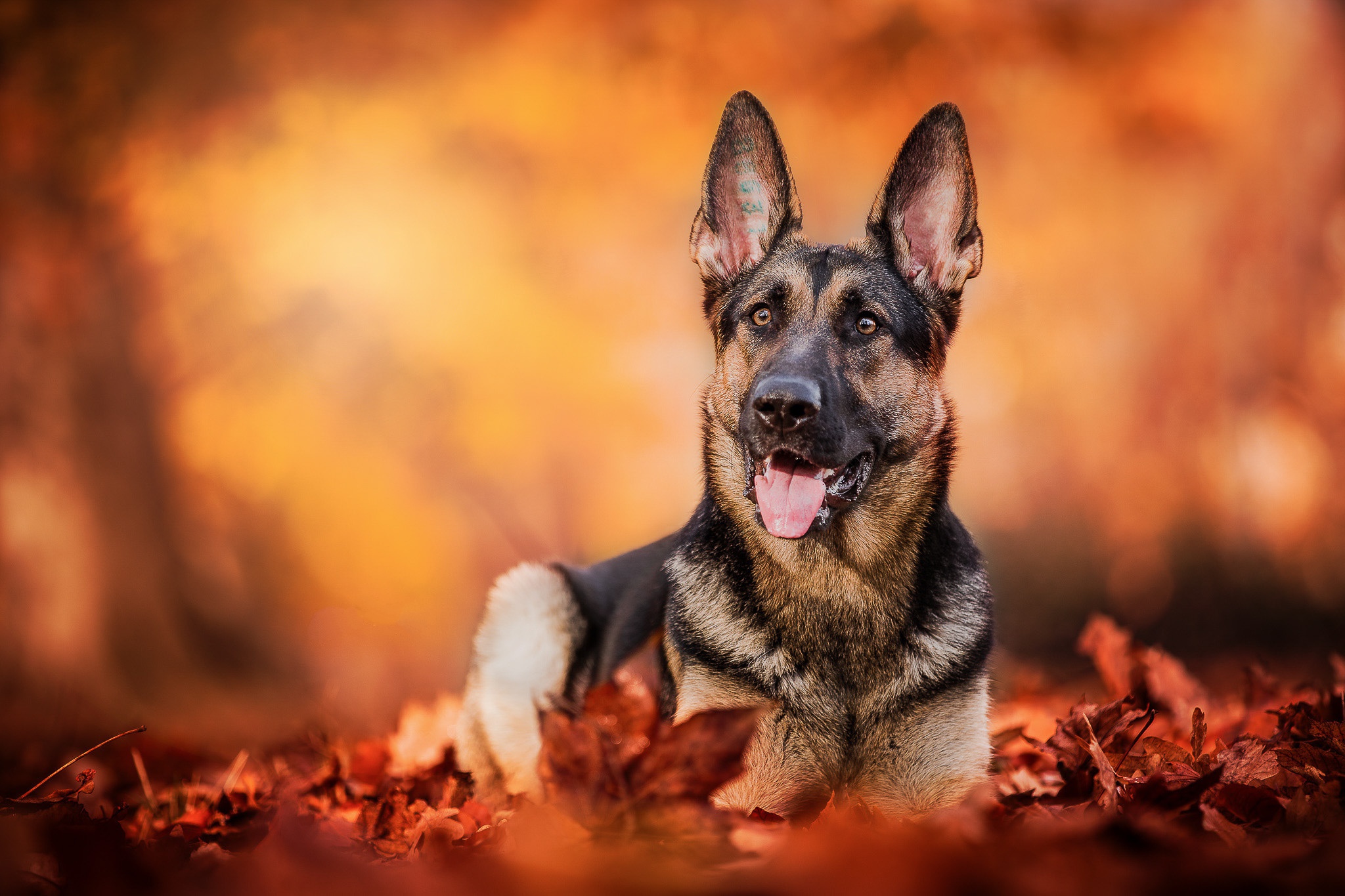 Wallpaper dog, autumn, leaves