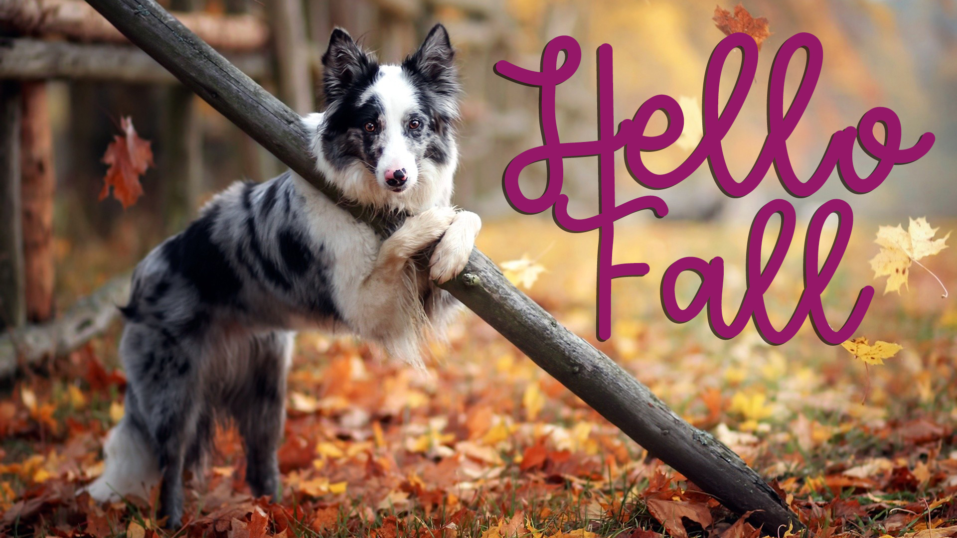Cute new Hello Fall image