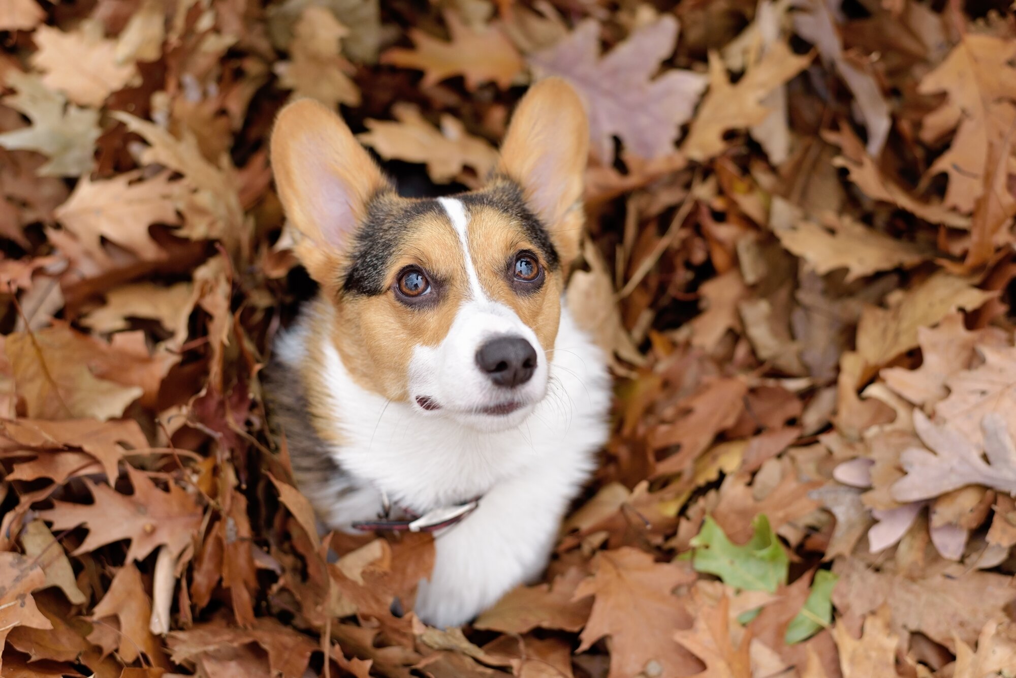 Benny the Corgi. Boston MA Dog