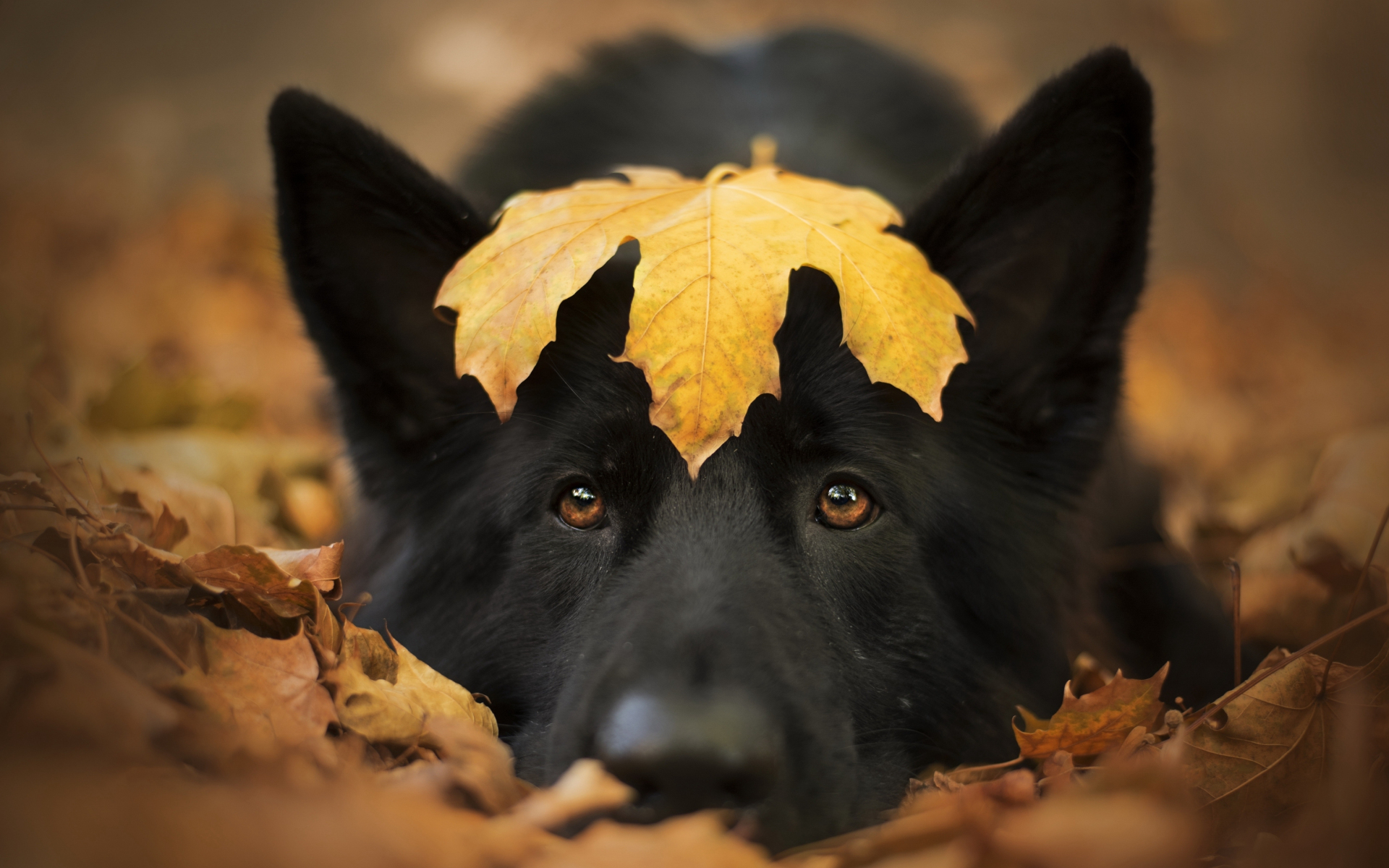 wallpaper 1920x1200 dog and autumn