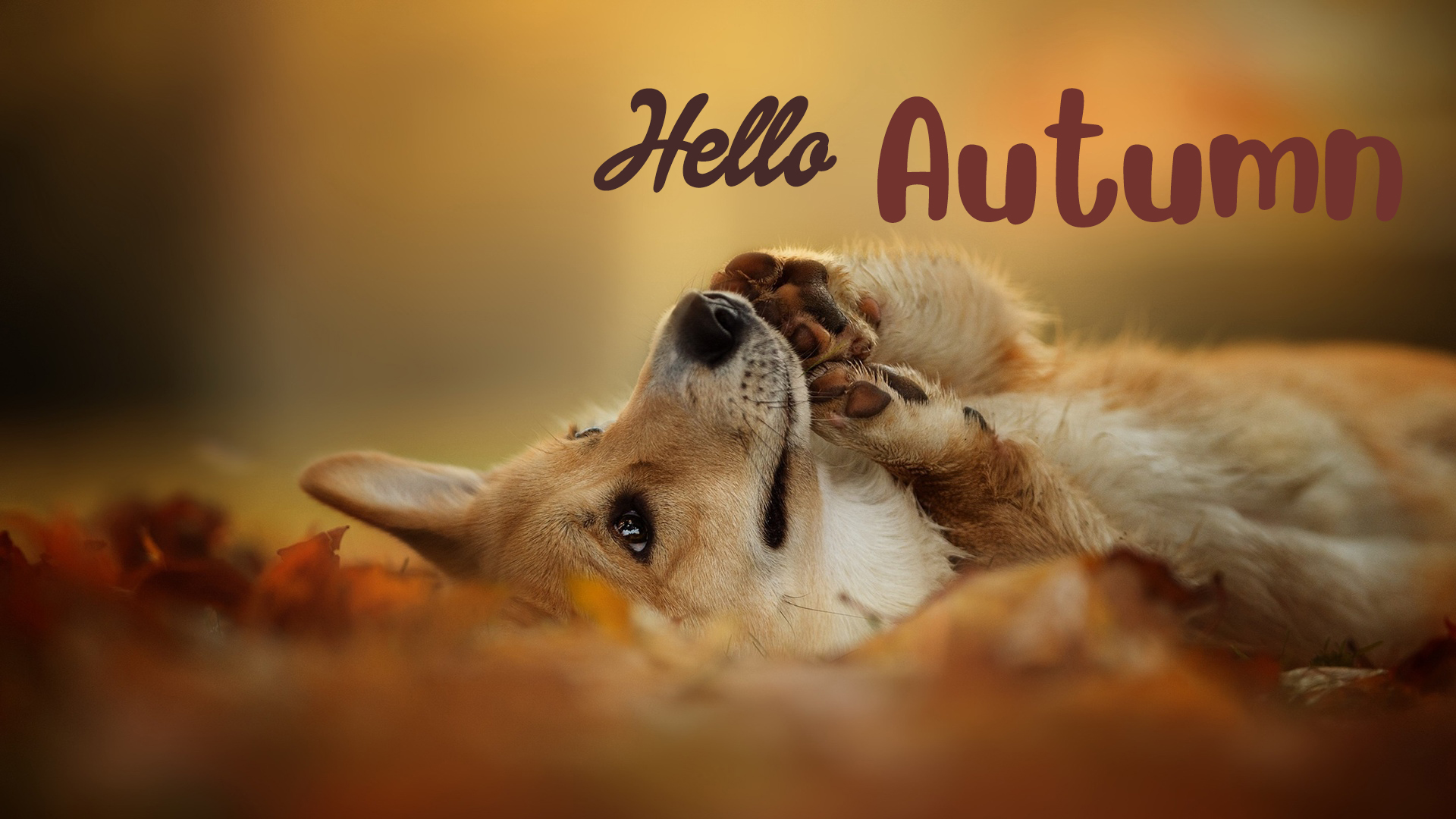 Cute new Hello Fall image