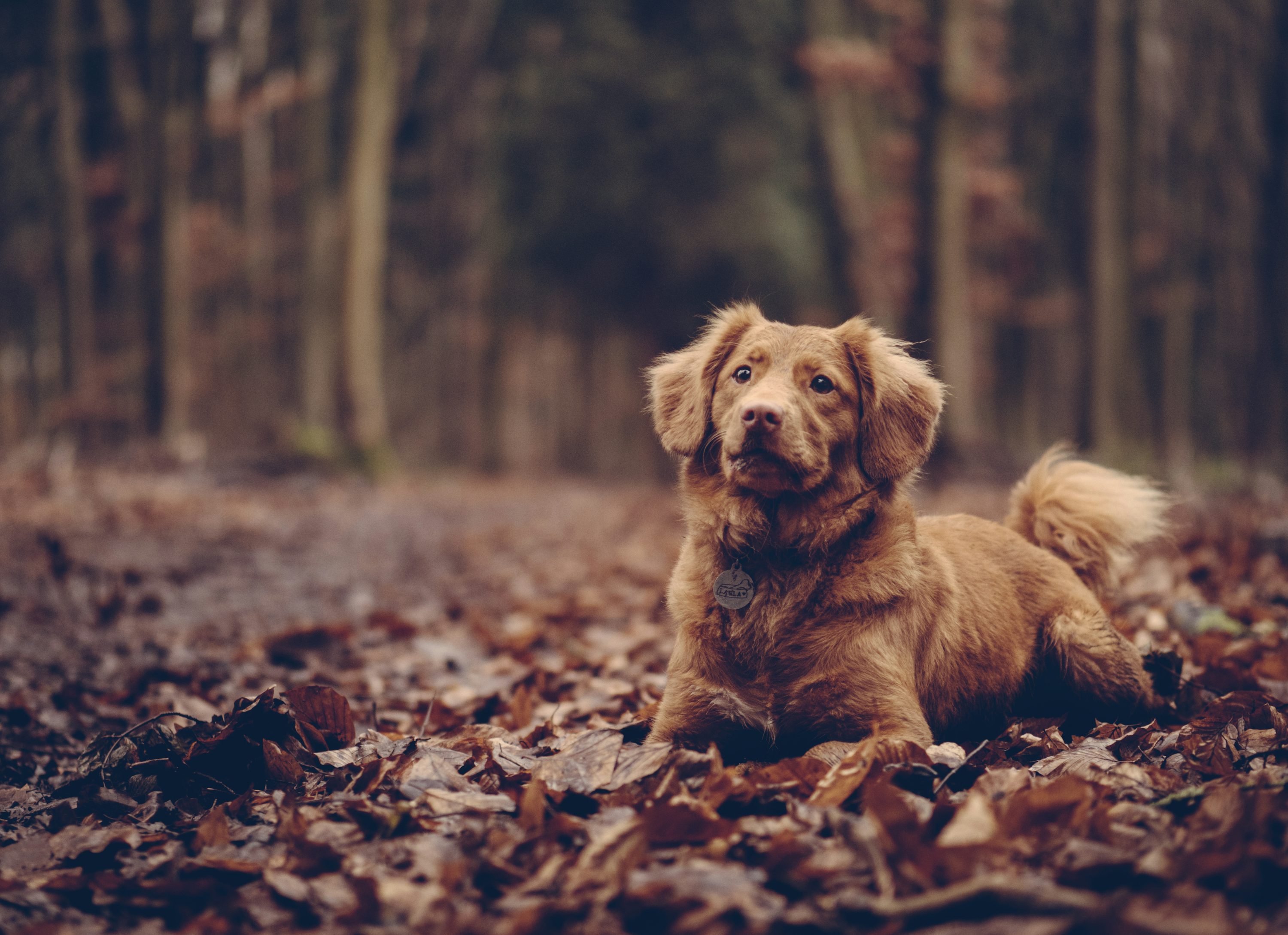 Adult brown Chespeake retriever