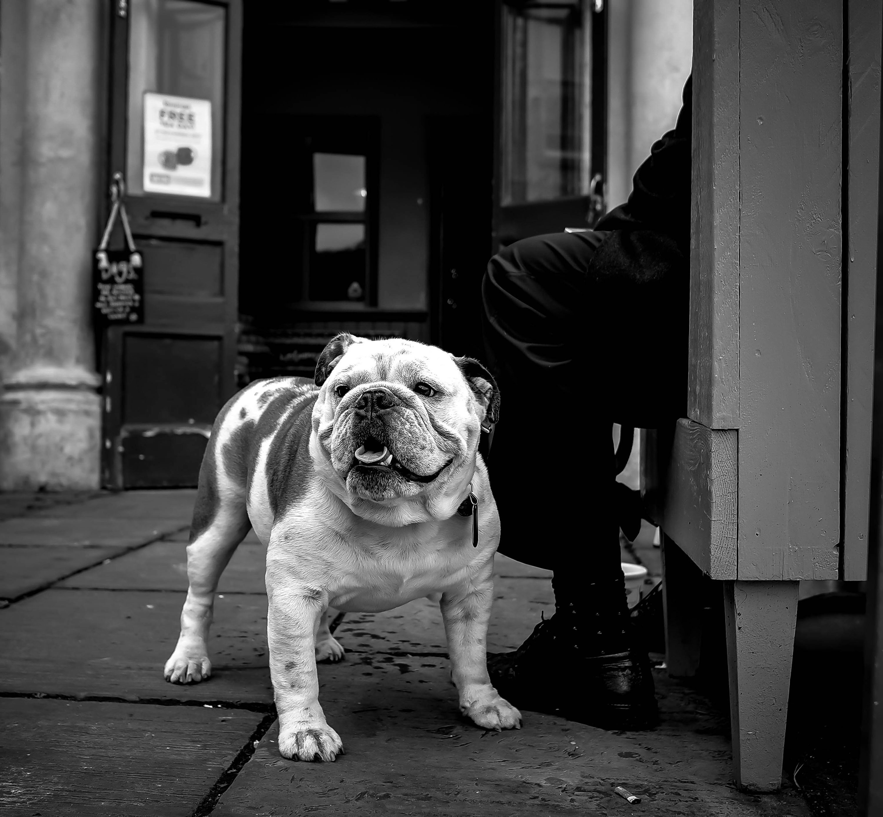 Bulldog Picture. Download Free