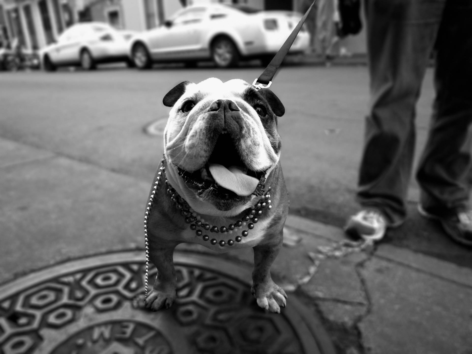 English Bulldog Wallpaper