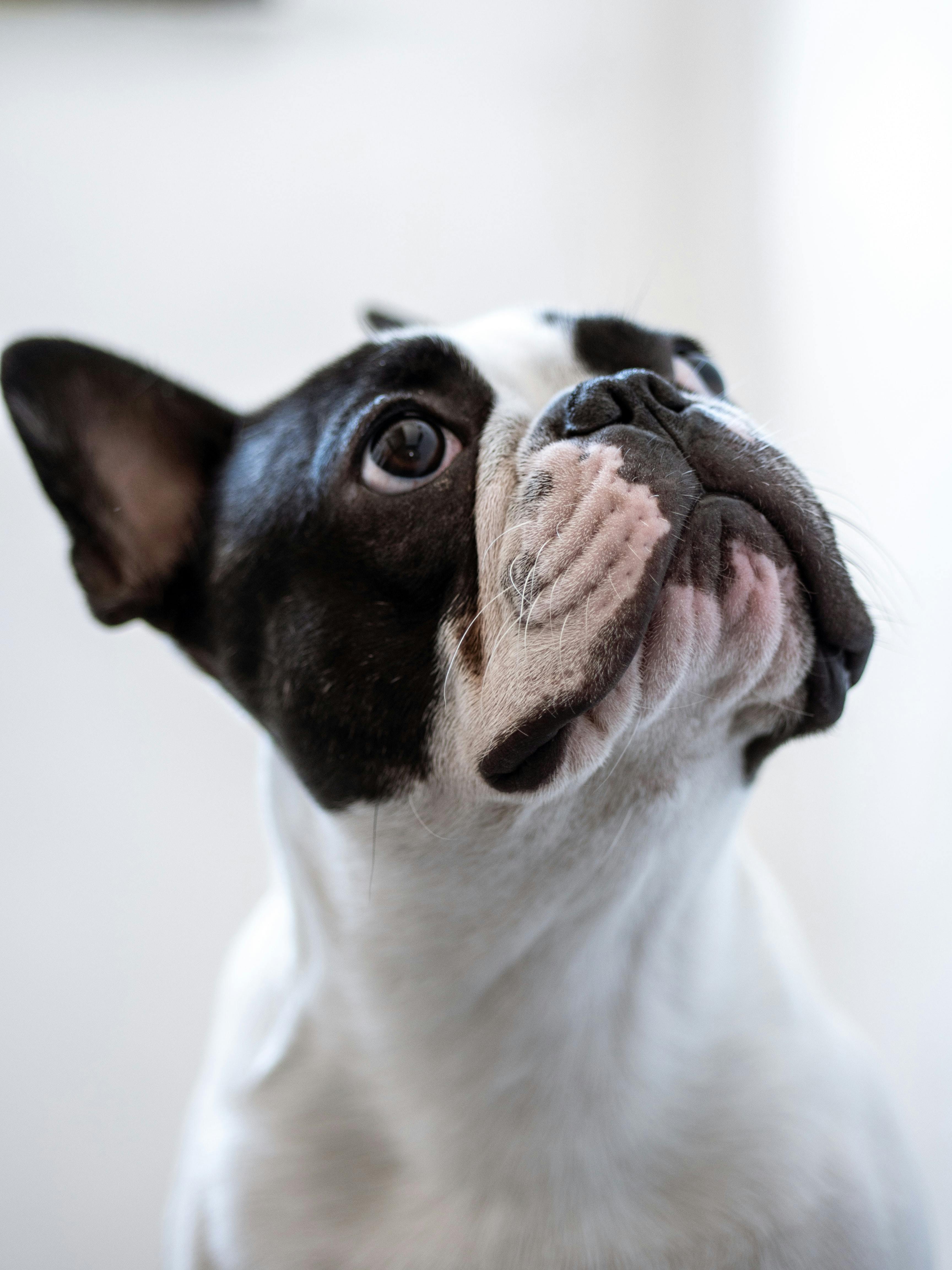 French Bulldog Photo, Download
