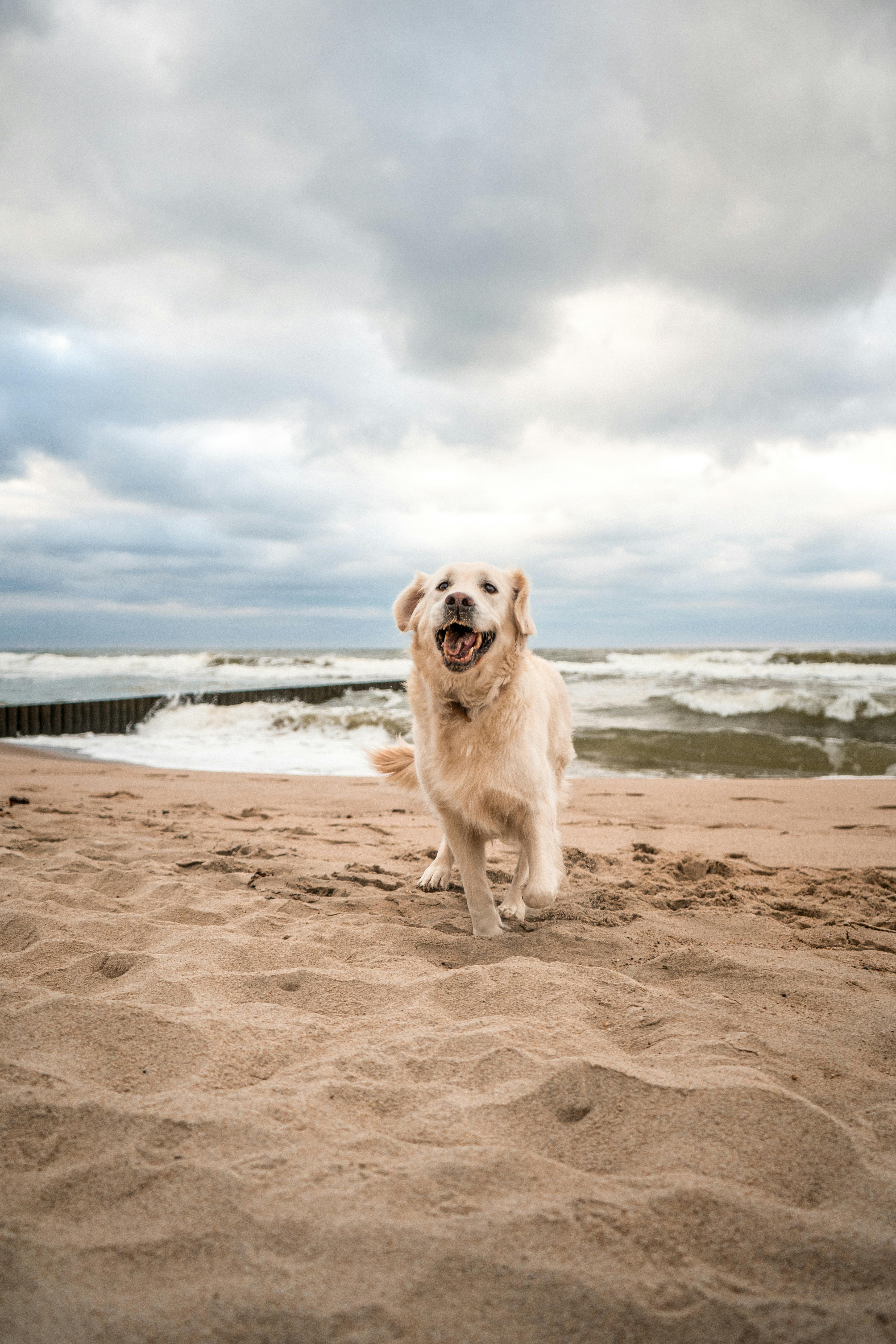A Dog at the Beach · Free