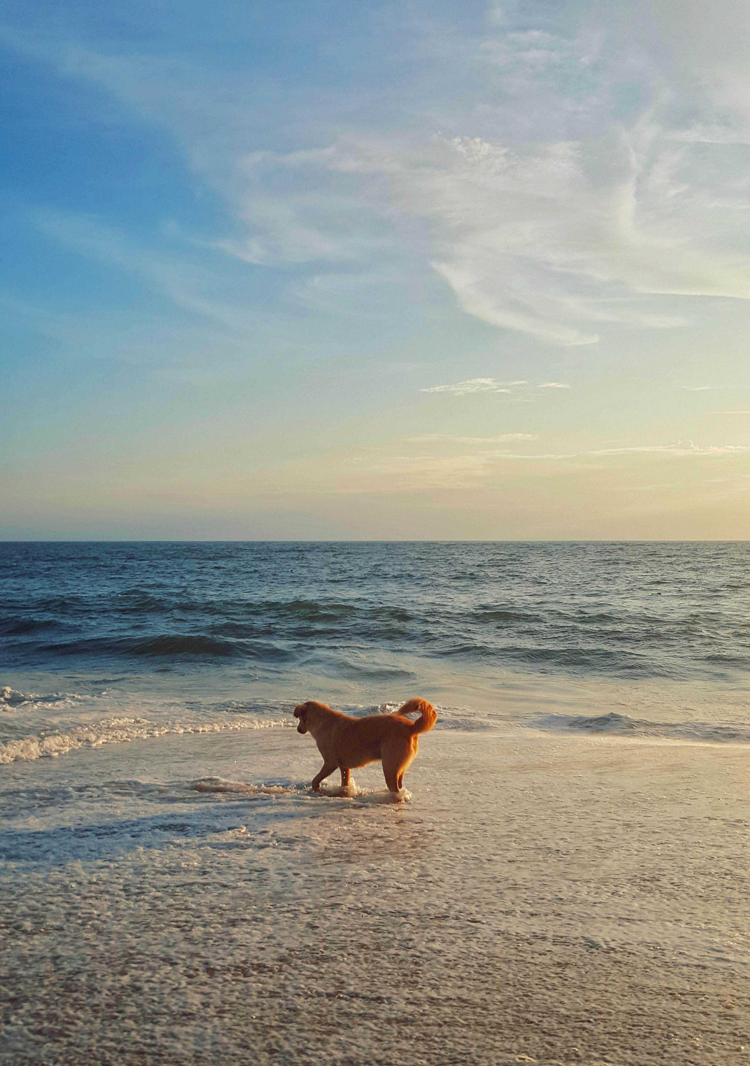 A Dog Running at the Beach · Free Stock