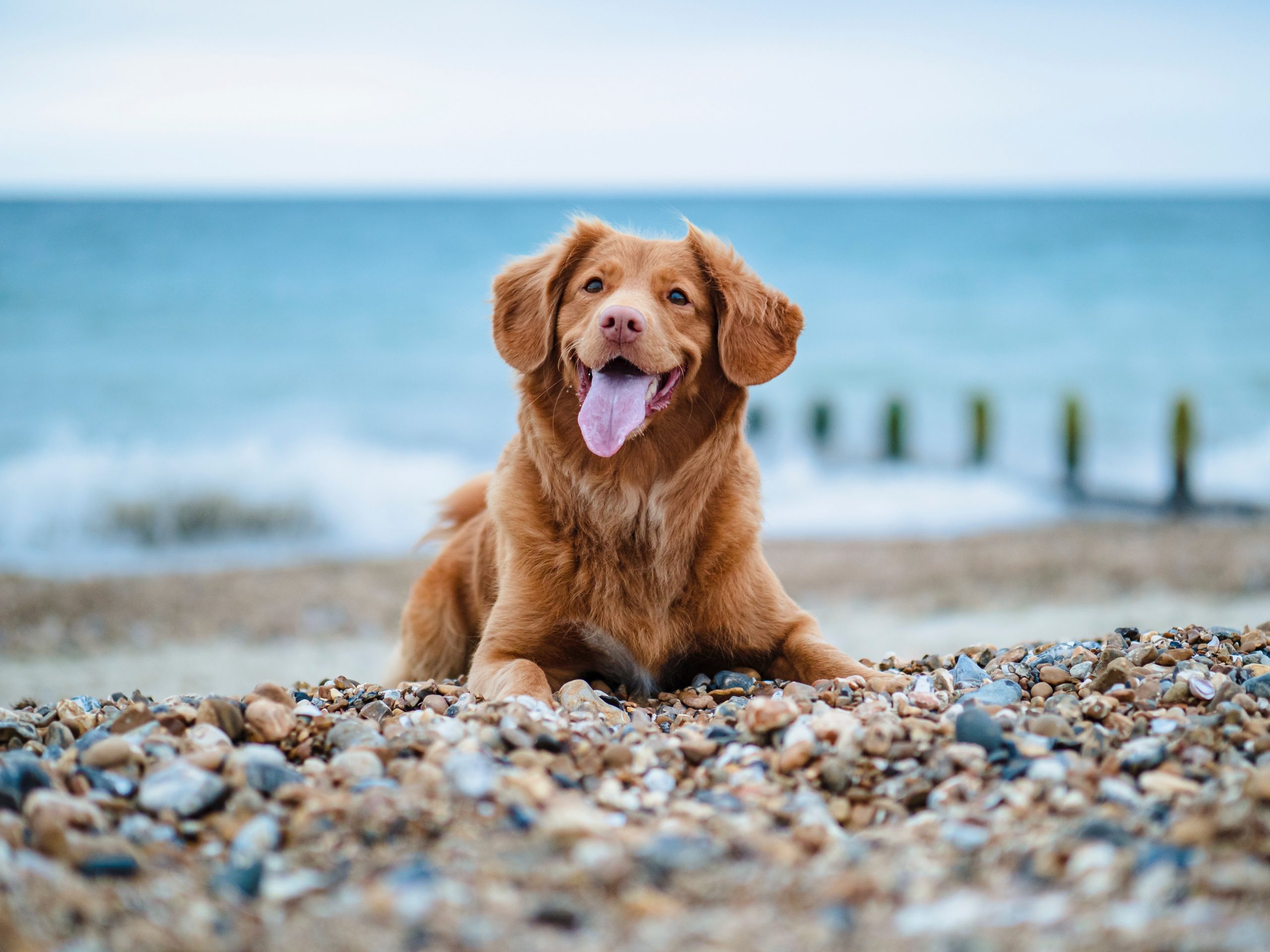 Pet Friendly Places In Florida