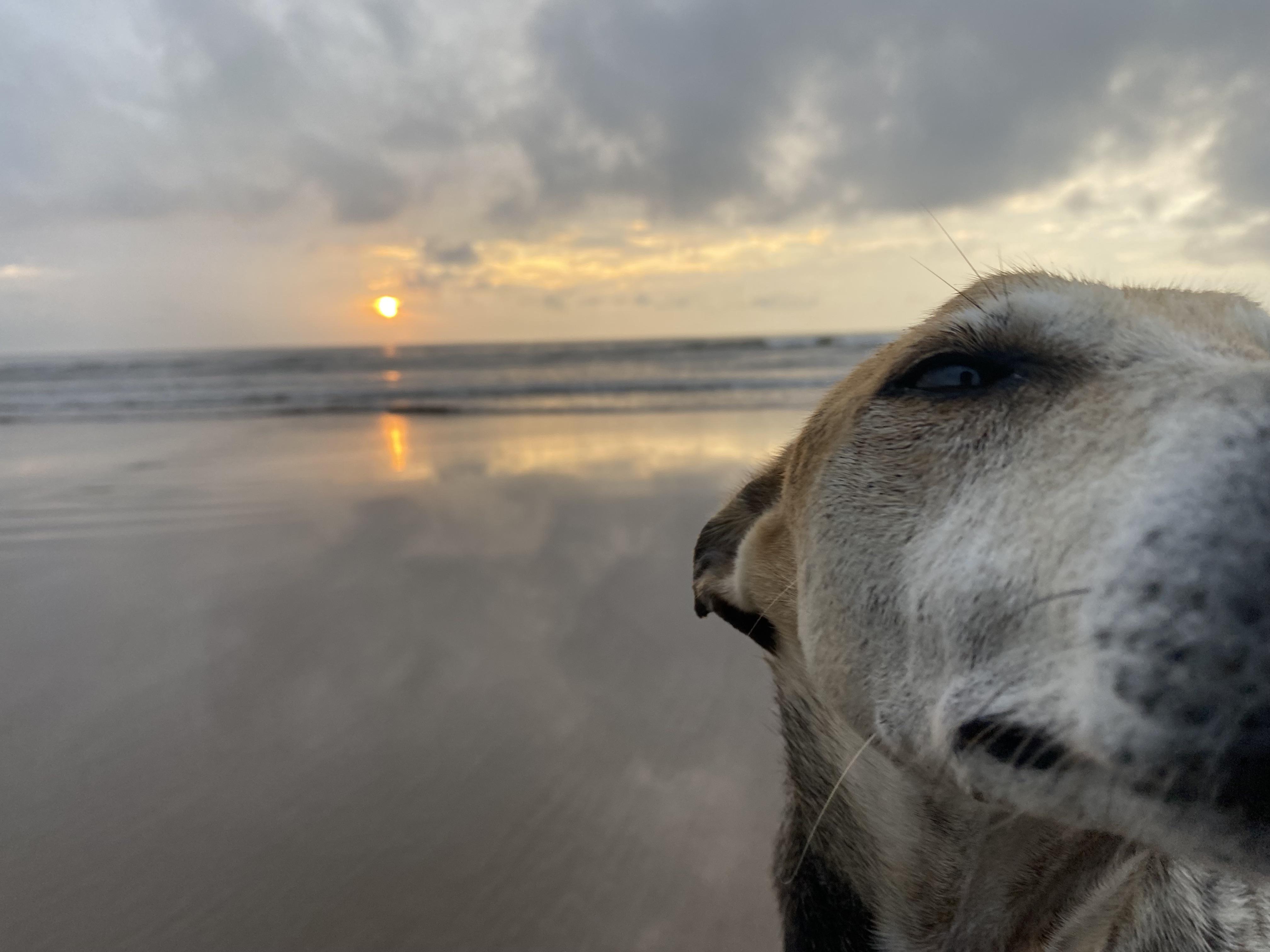 Beach dog giving me a pose
