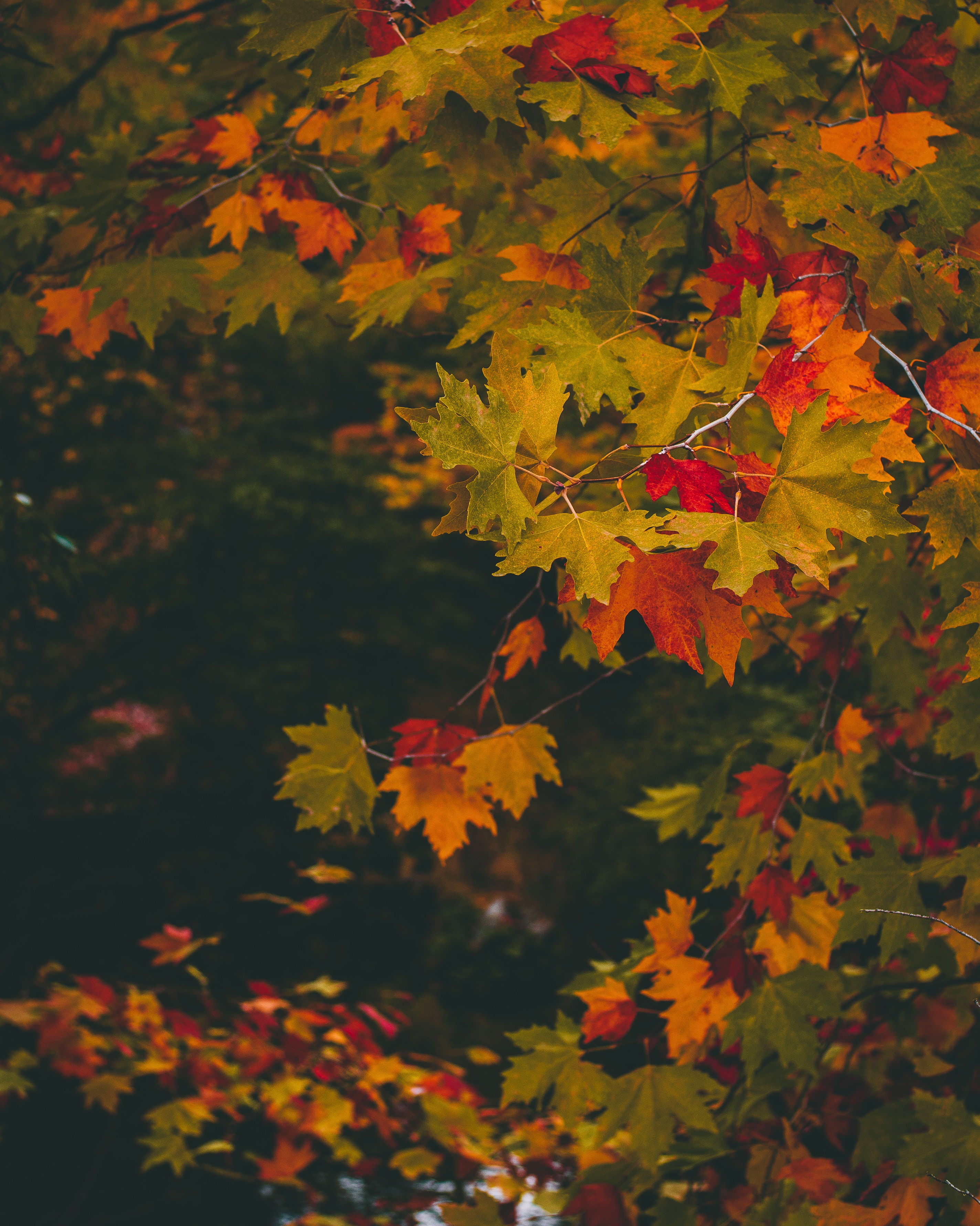 Download Autumn wallpaper for mobile