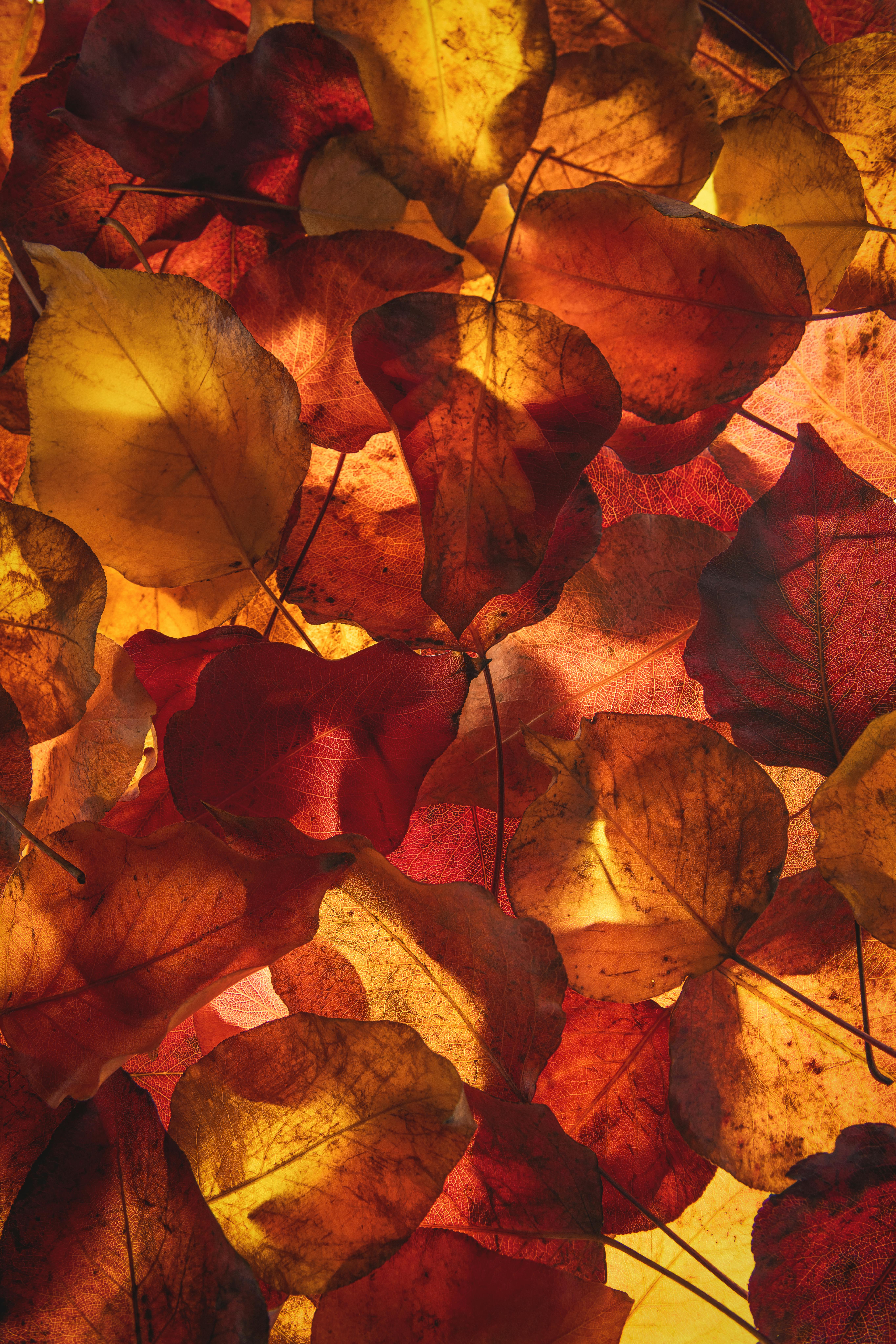 Fall Leaves Background Photo, Download