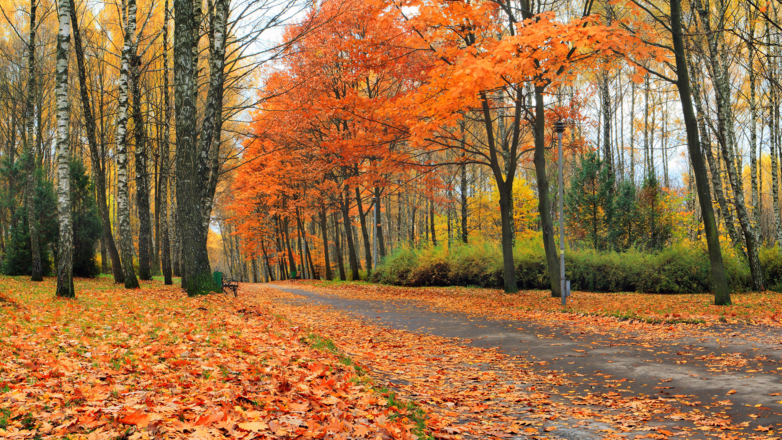 Leaf Autumn Nature Roads Trees Seasons