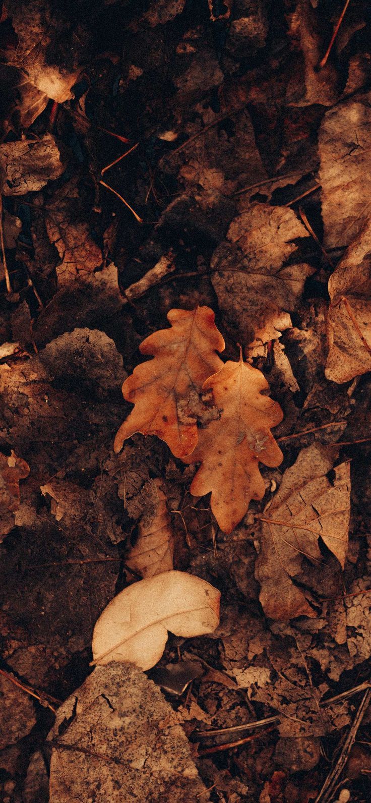 Aesthetic Fall Wallpaper Background