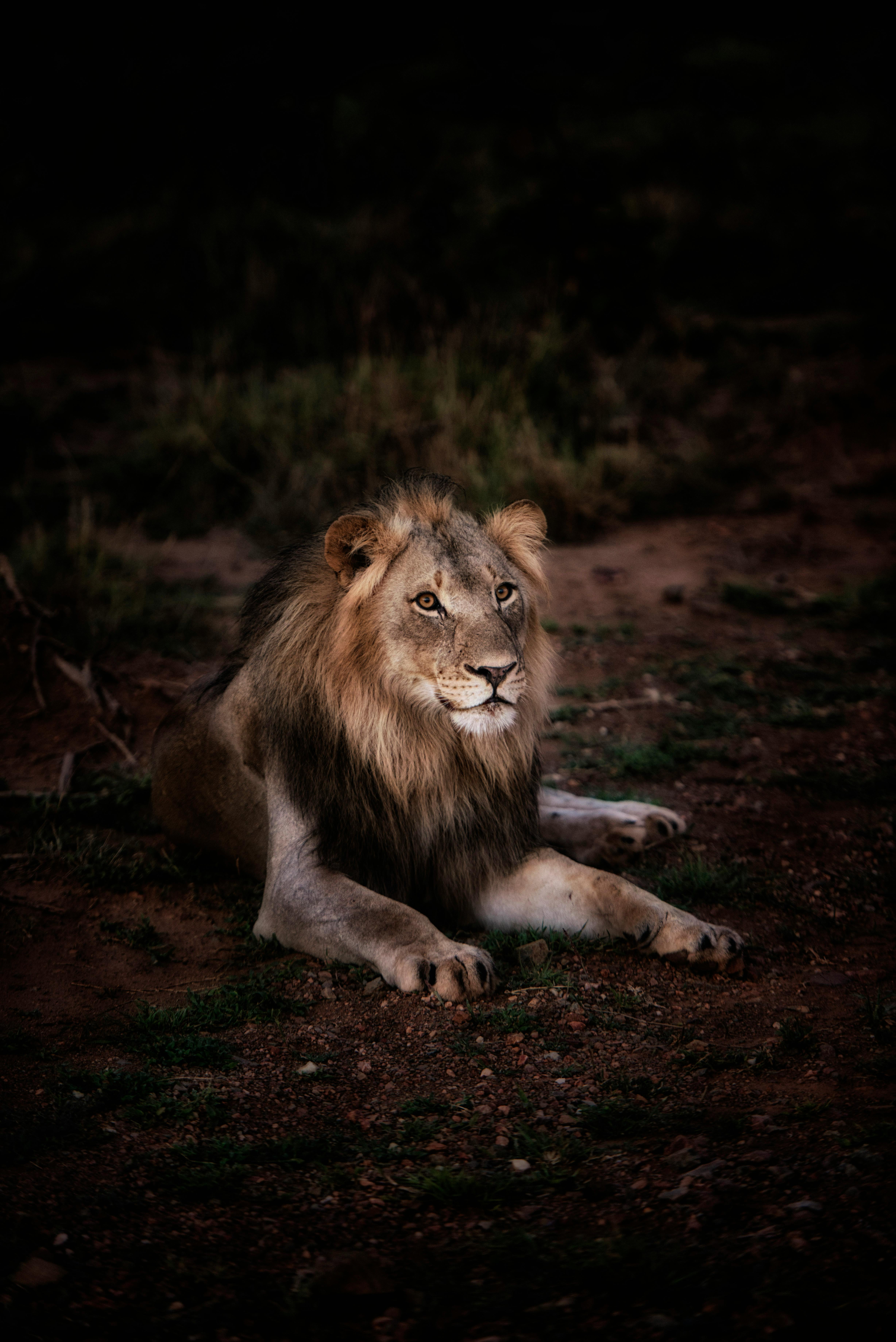 5,Best Lion Photo · 100% Free Downloads