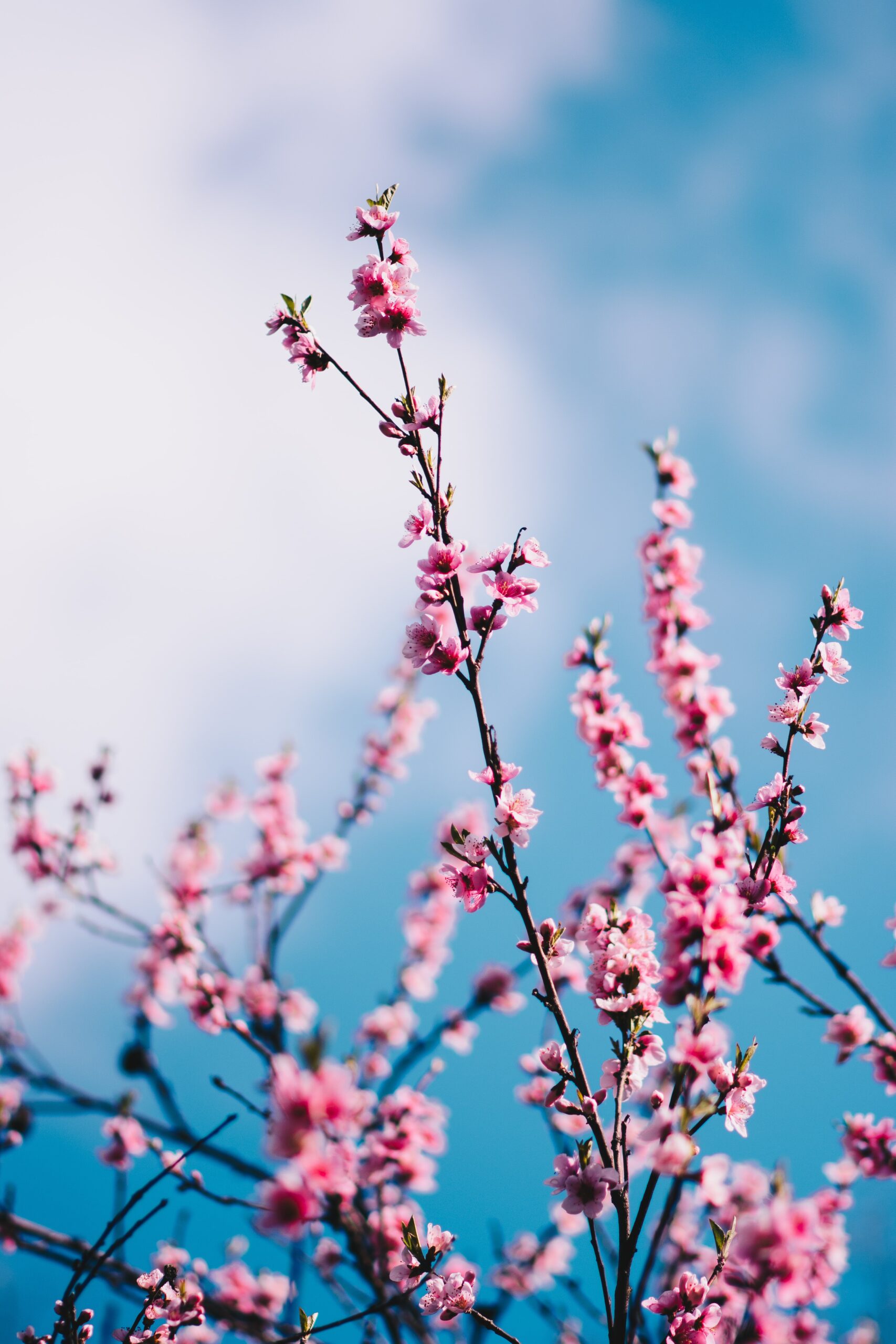 Sakura Branch Wallpaper Pink