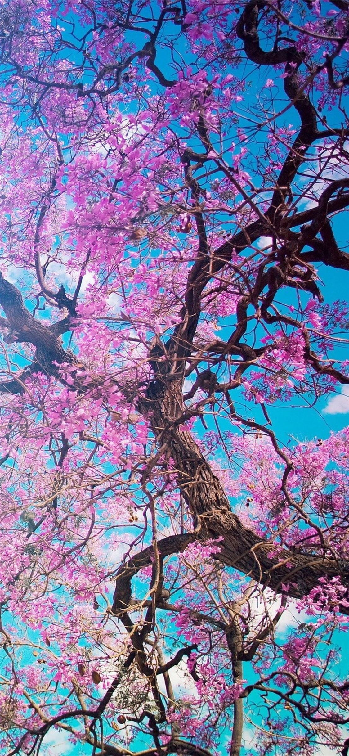 cherry blossom tree iPhone X Wallpaper