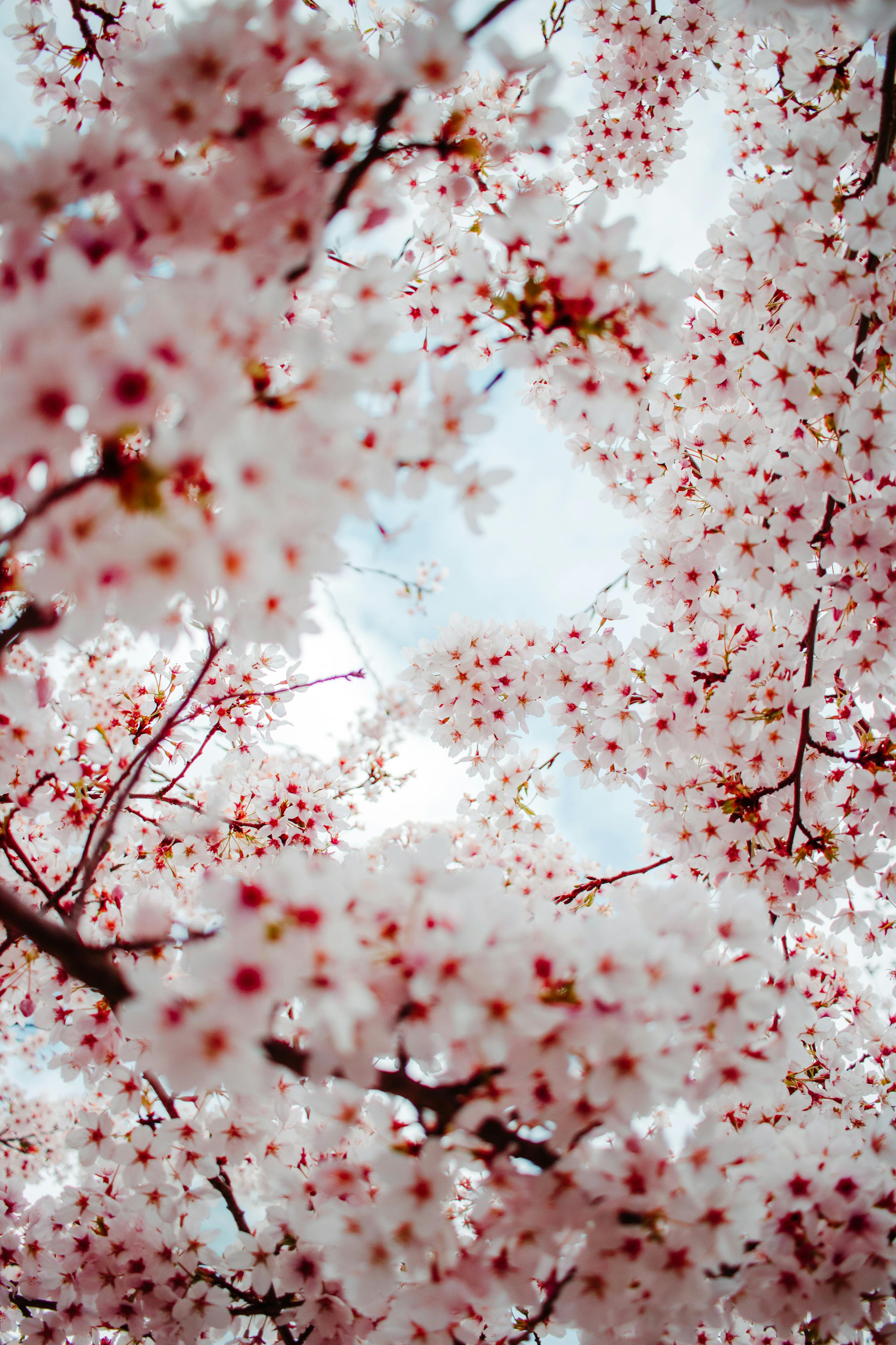 Pink Cherry Blossom Tree · Free