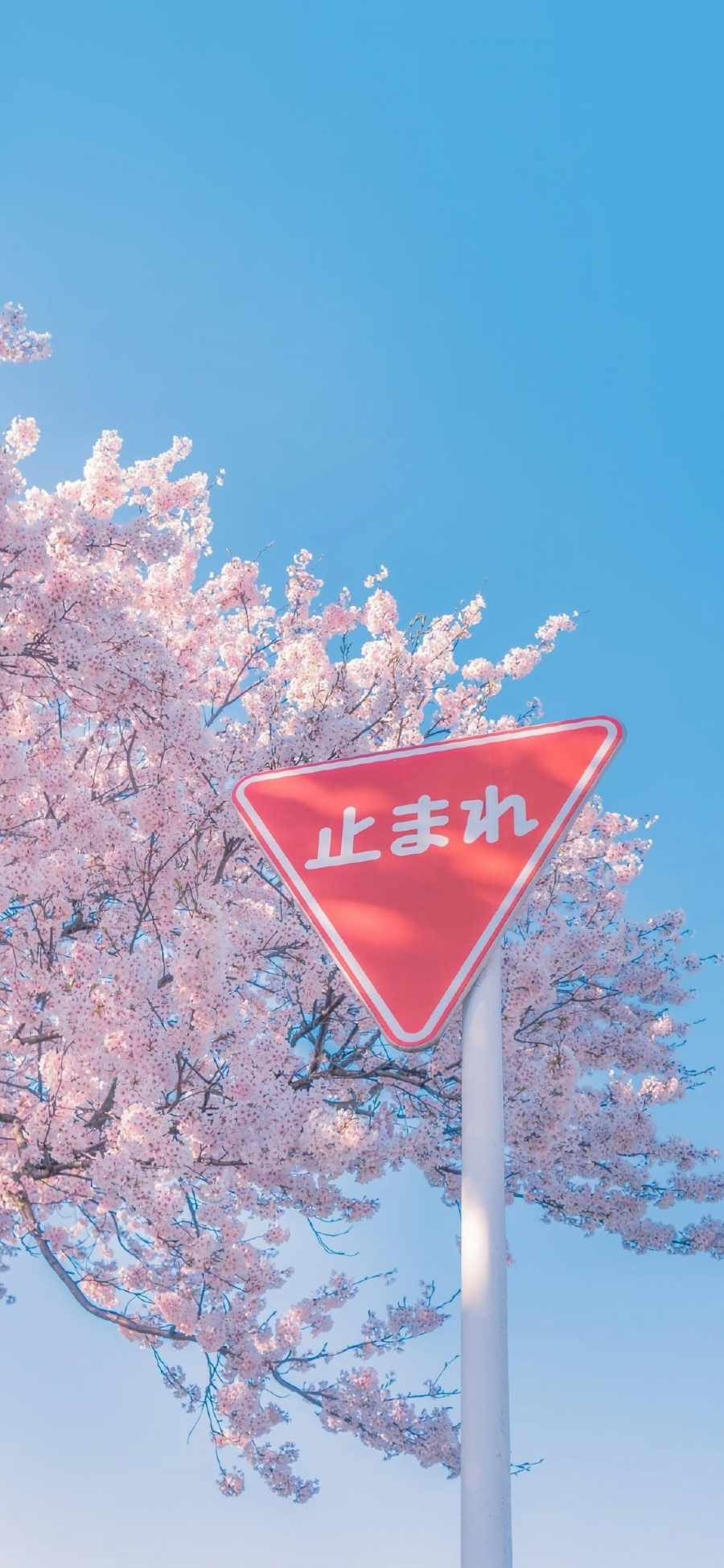 Cherry Blossom Tree and Sign iPhone