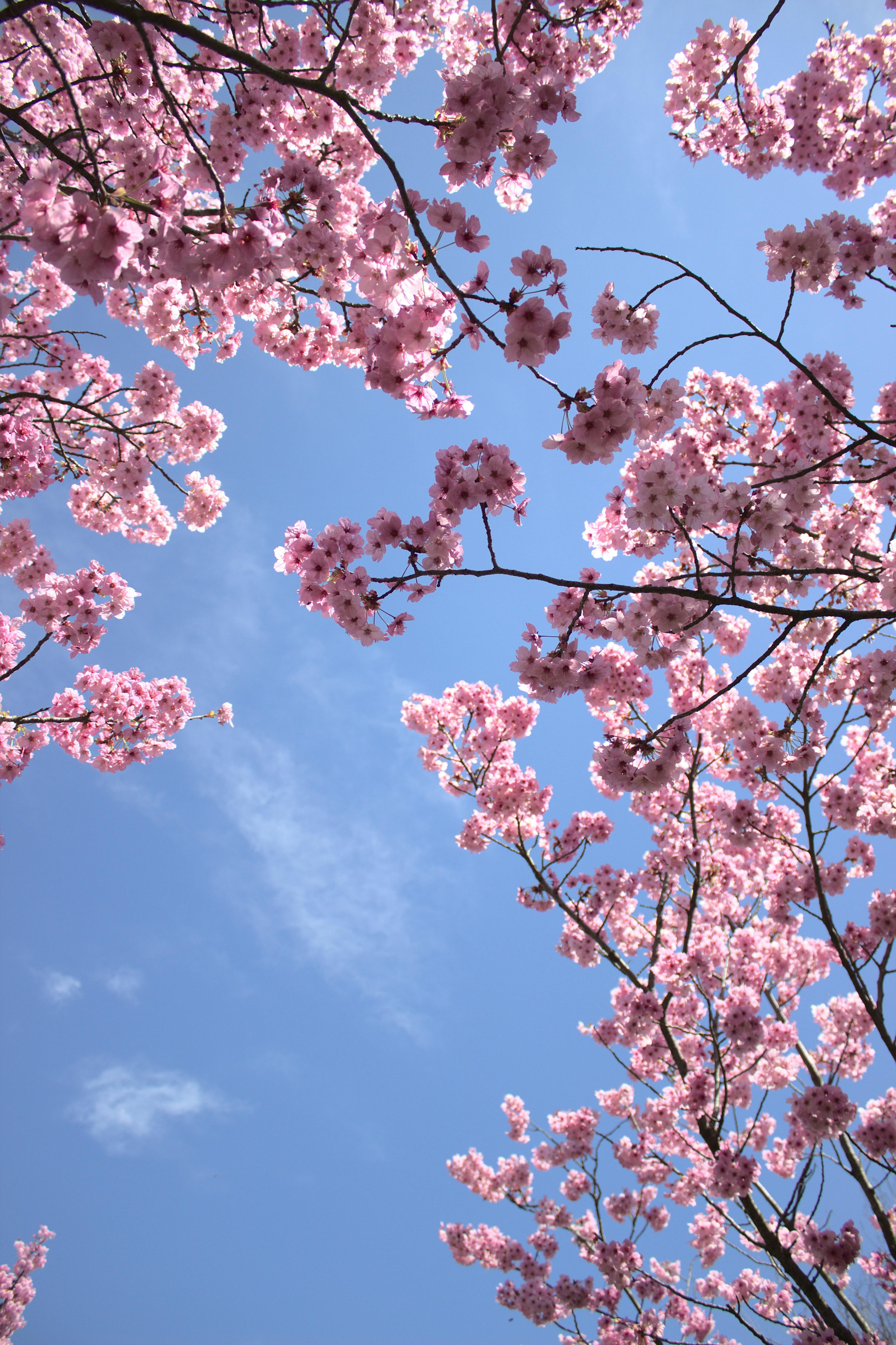Pink Flower Tree under Blue Sky · Free