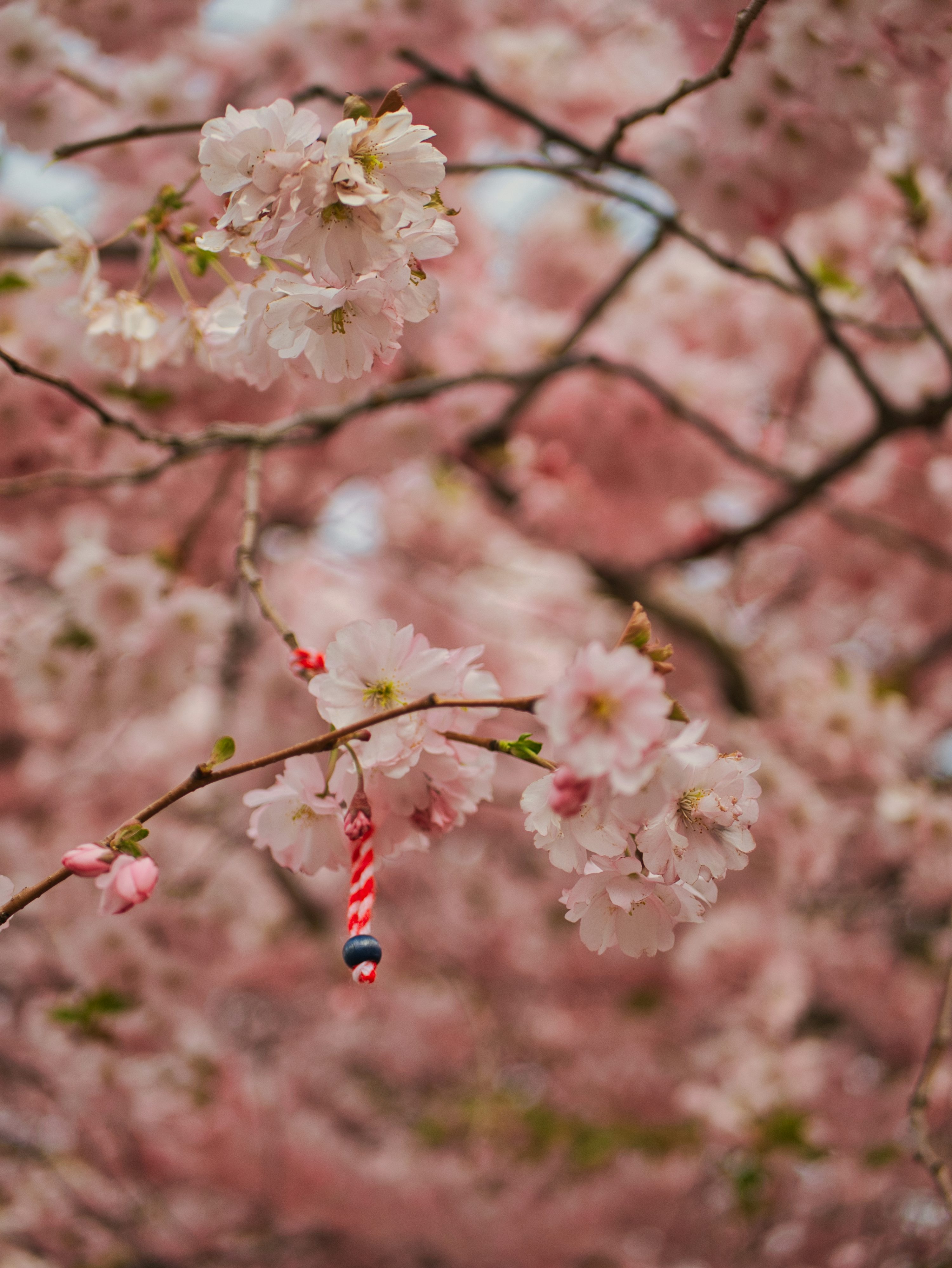 Cherry Blossom Wallpaper Picture