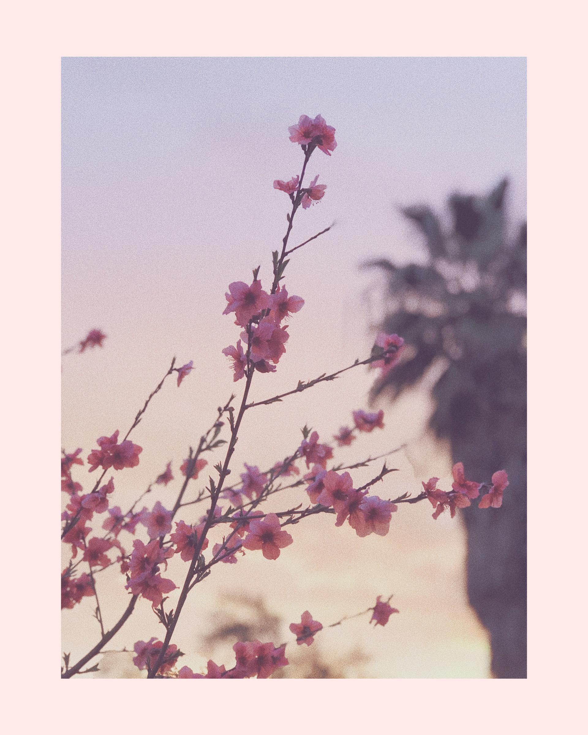 Photo I took of a cherry blossom tree