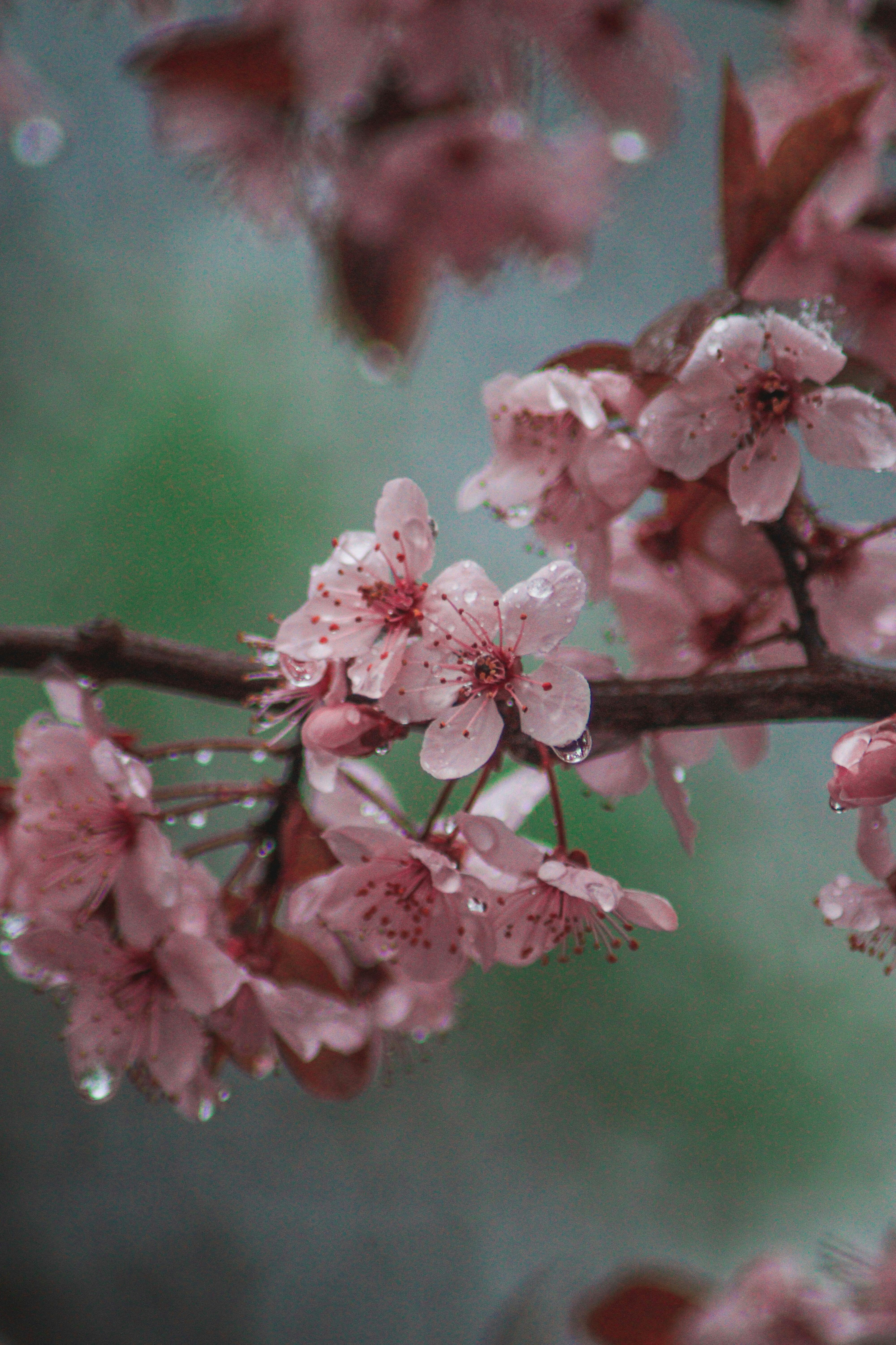 Cherry Flowers on Tree in Rain · Free