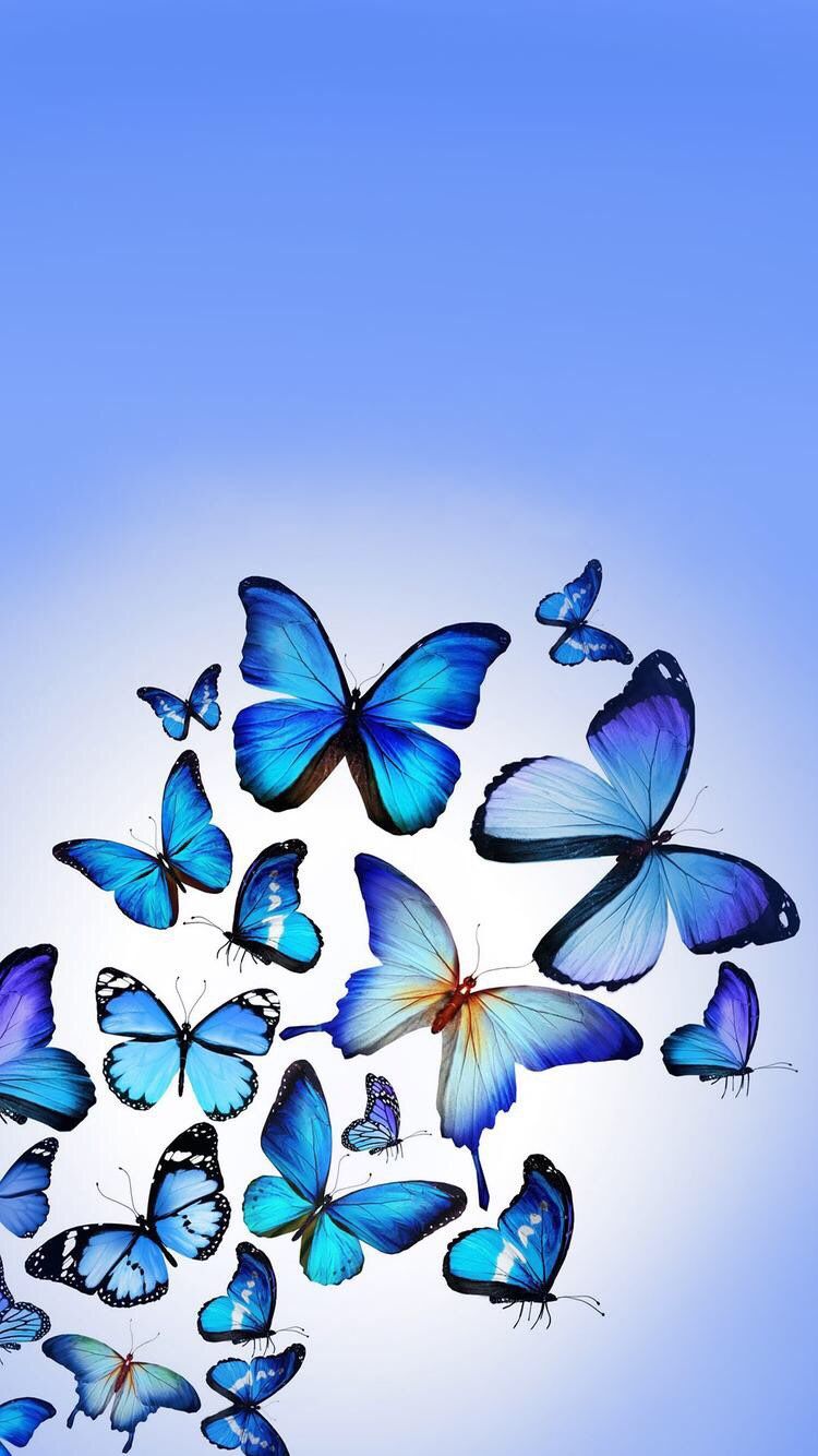 Blue Butterfly Wallpaper for iPhone